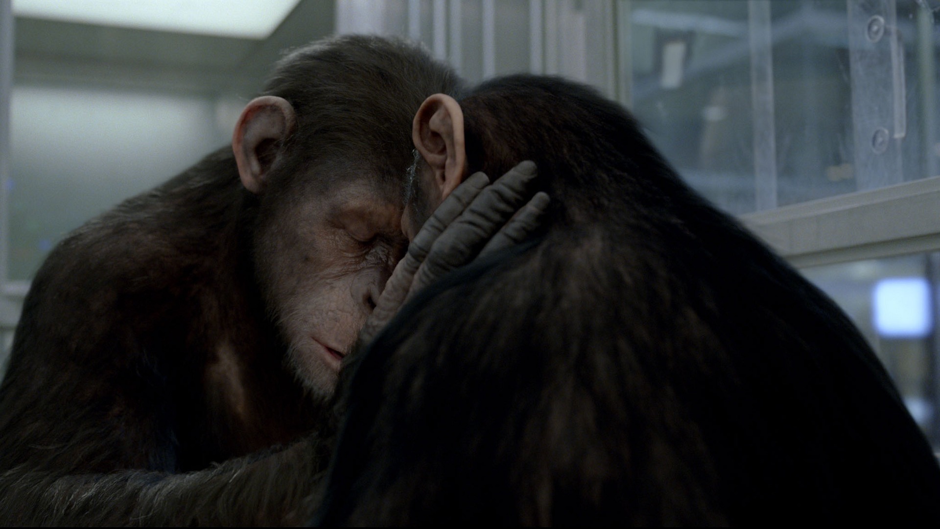 Movie Rise Of The Planet Of The Apes 1920x1082