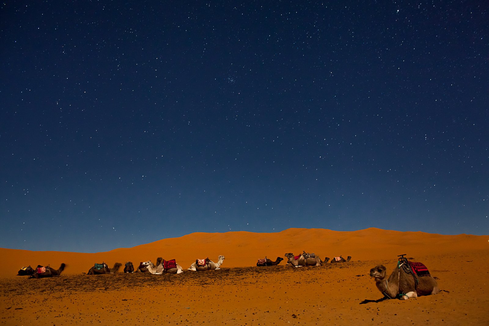 Camel Desert Dune Sand 1600x1067