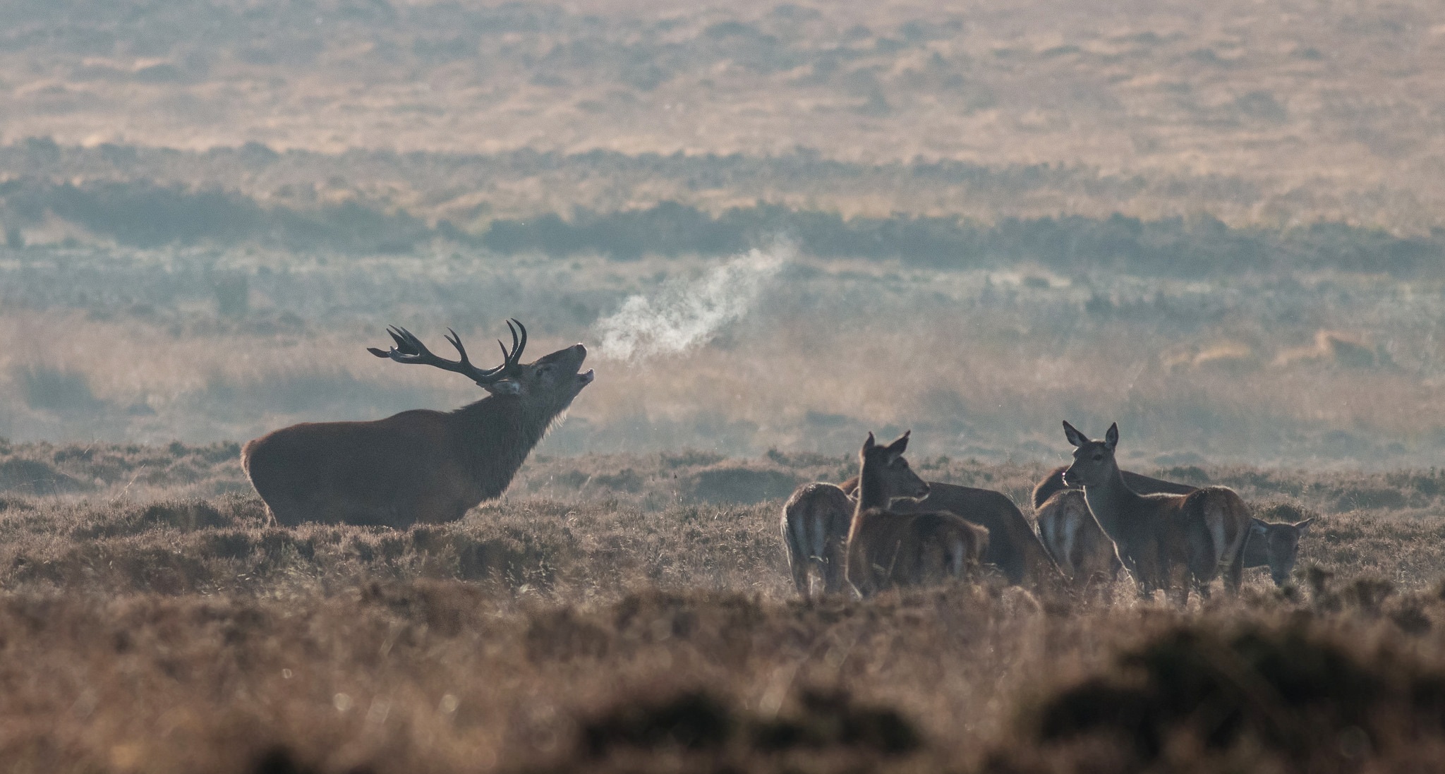 Animal Blur Deer Elk Fog Mammal Morning Wildlife 2048x1097