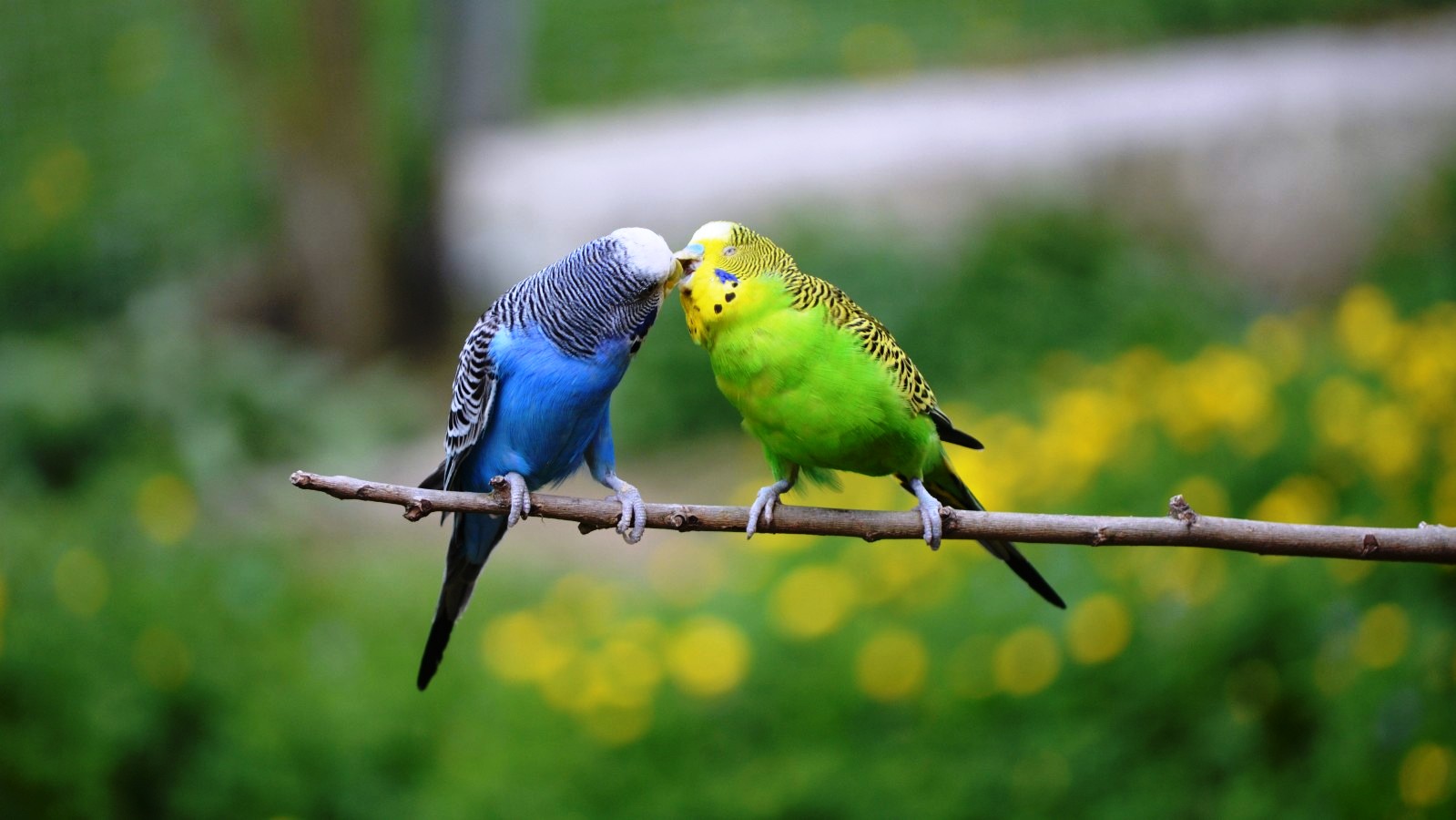 Animal Bird Budgie Kiss Parakeet 1599x900
