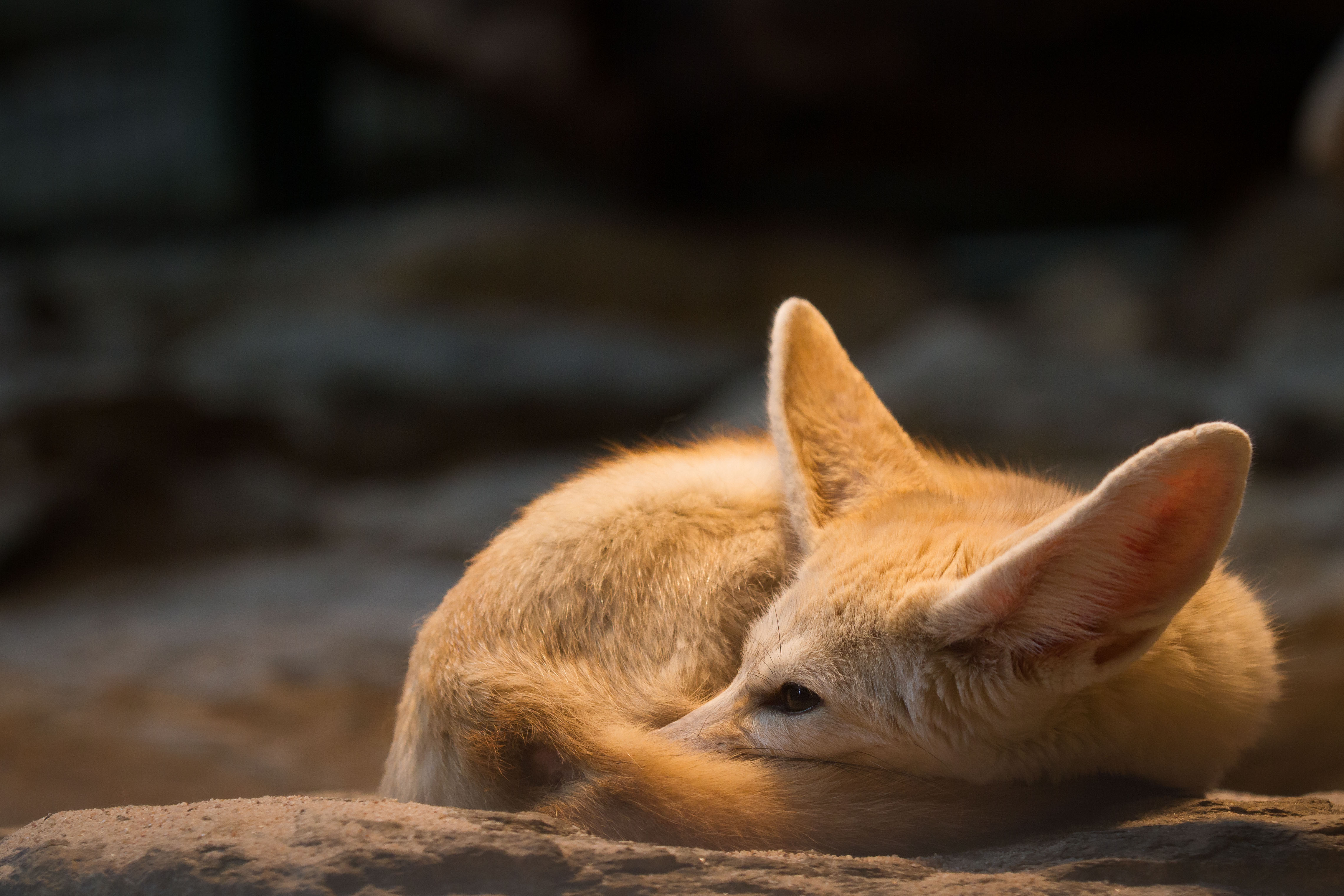 Cute Fennec Fox 4562x3041