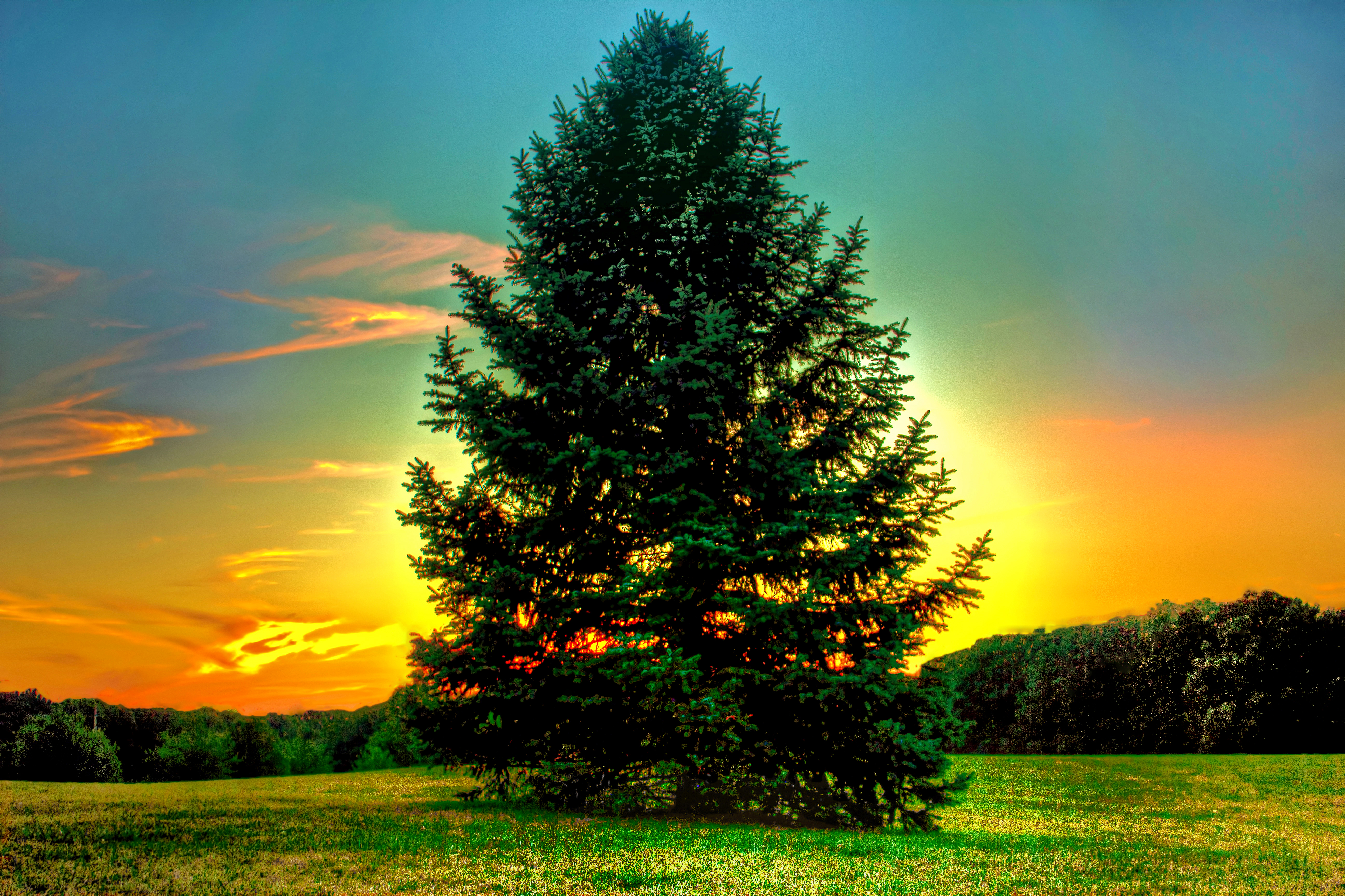 Earth Field Pine Tree Sunset Tree 5184x3456
