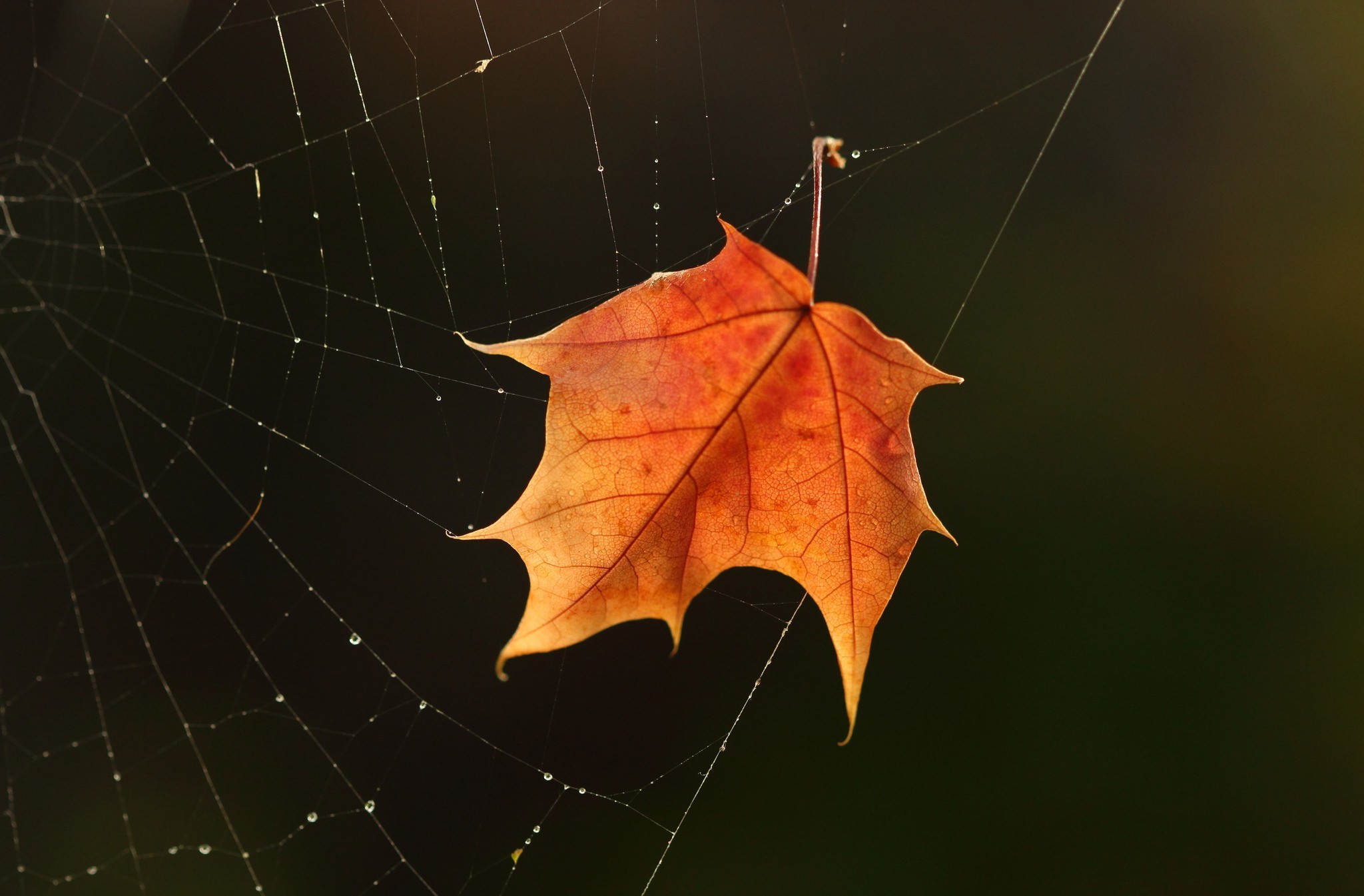 Dew Fall Leaf Spider Web 2048x1345