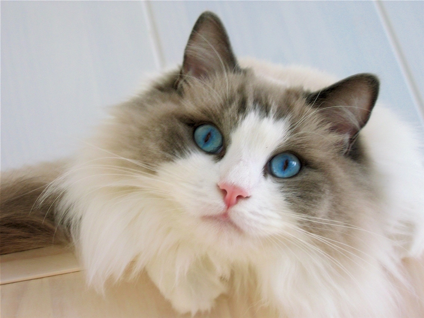 Blue Eyes Cat Close Up Fluffy Ragdoll 1440x1080