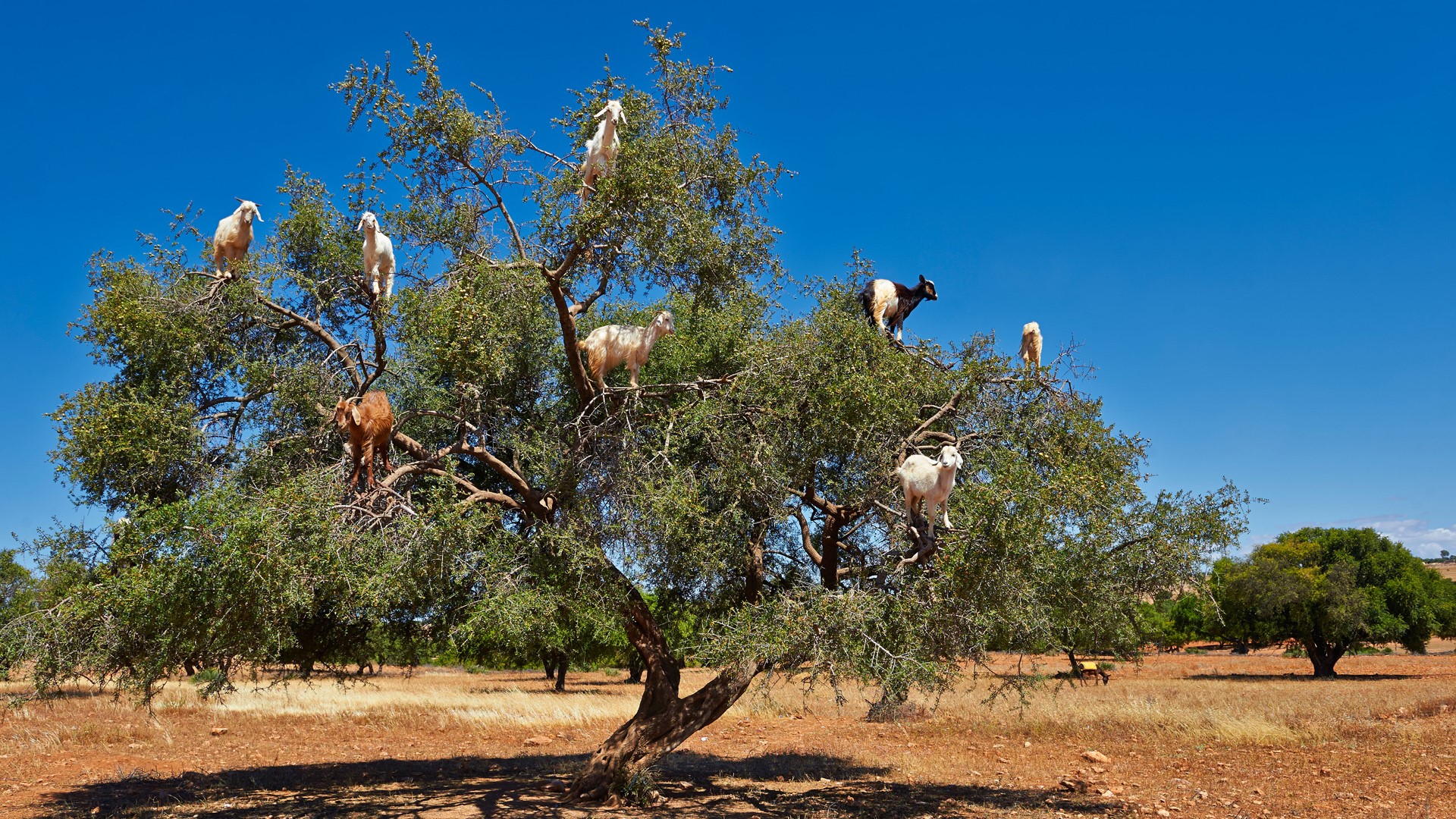 Nature Trees Goats Eating Grass Rocks Clear Sky Argan Morocco 1920x1080