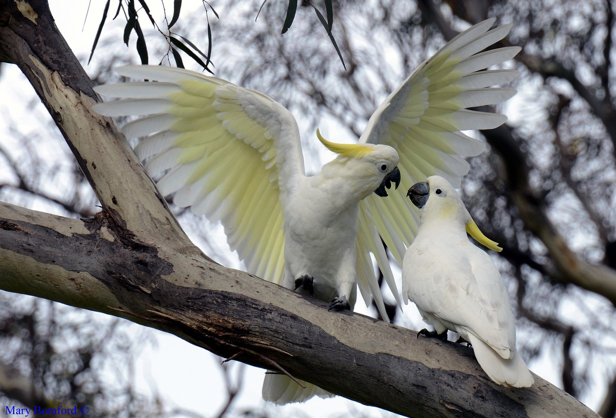 Animal Sulphur Crested Cockatoo 2048x1391