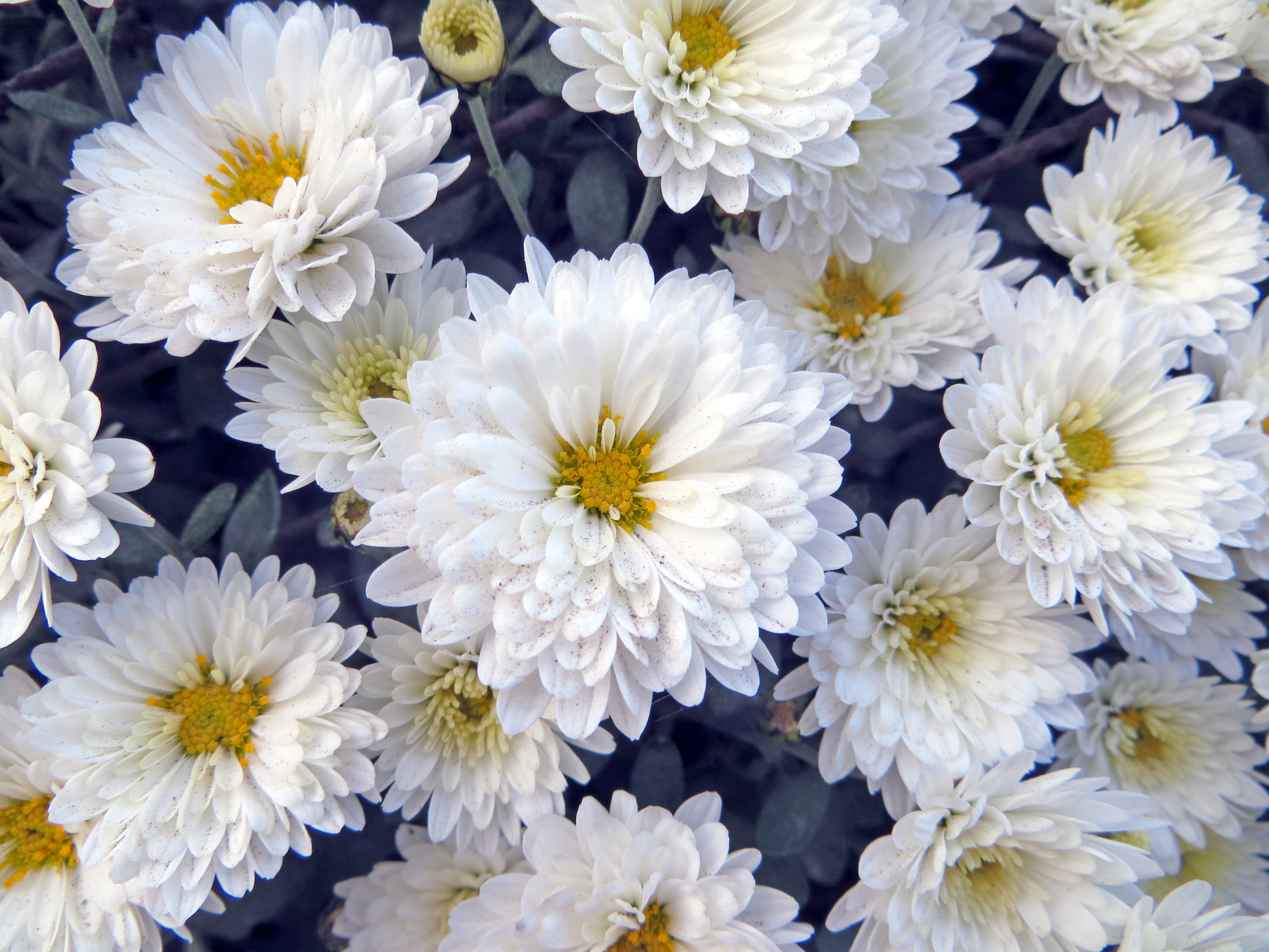 Chrysanthemum Flower White Flower 4000x3000