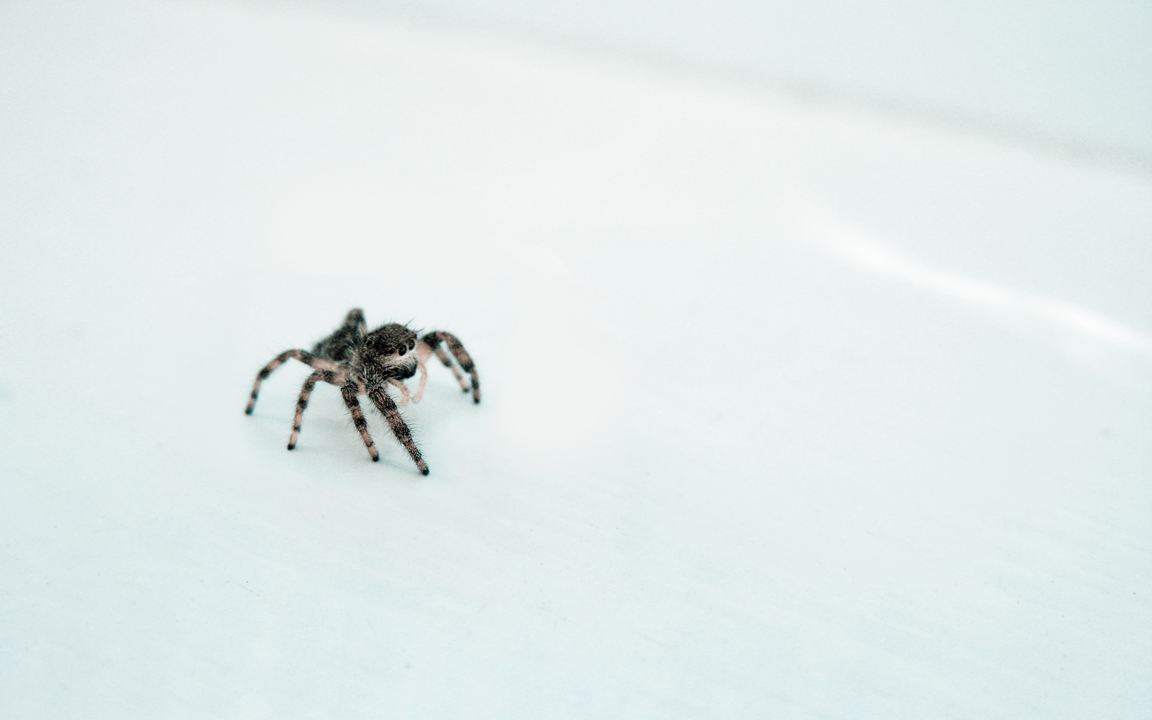 Jumping Spider 1680x1050