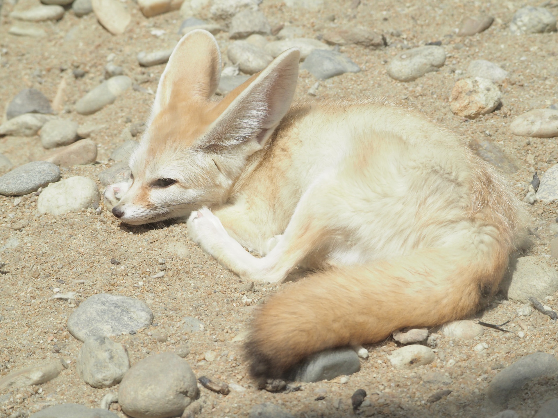 Animal Fennec Fox Fox Mammal Resting Sand Zoo 1920x1440