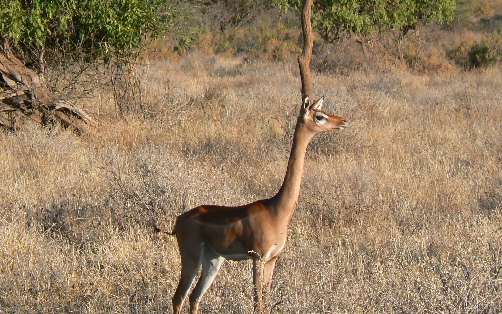 Animal Antelope 1920x1200