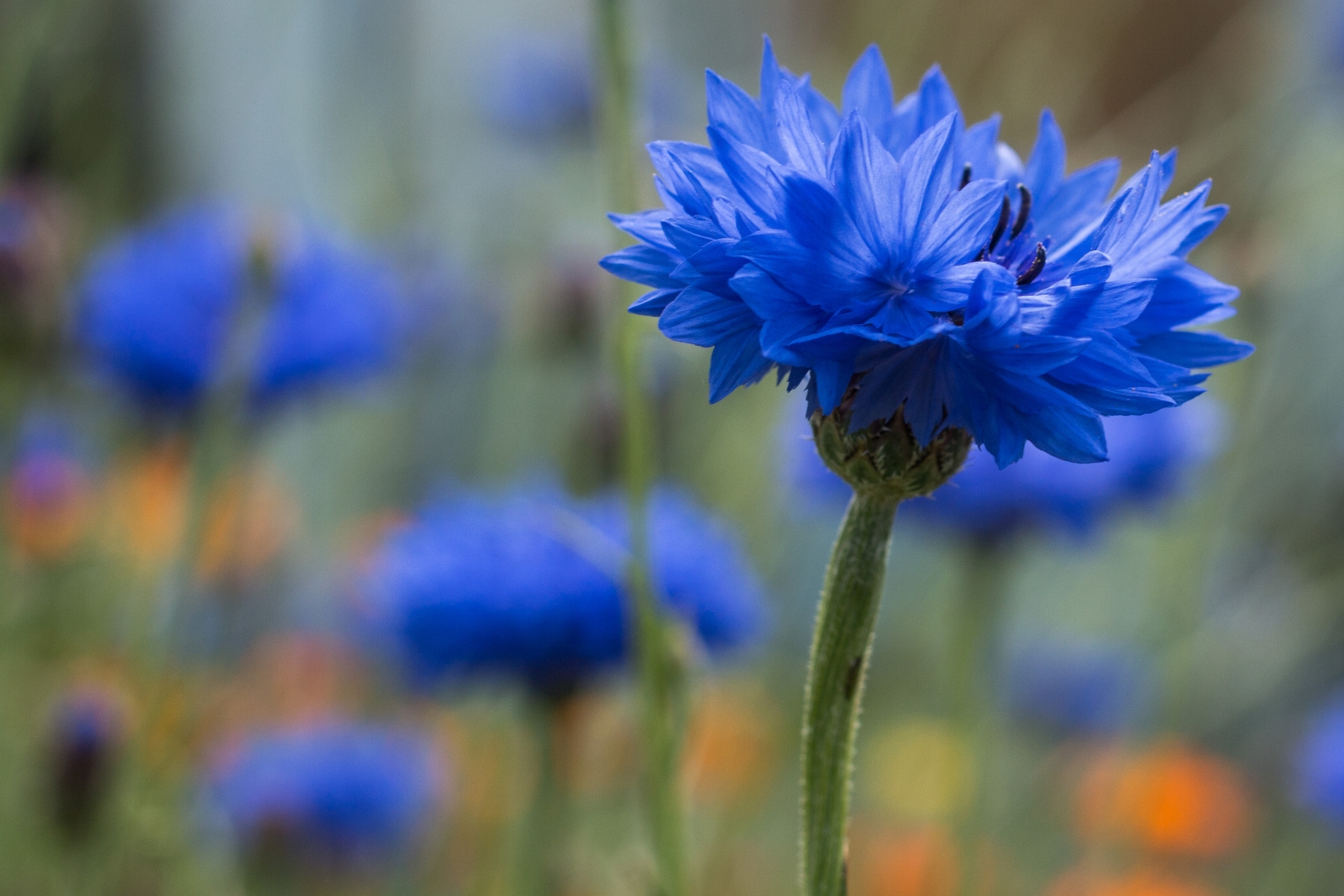 Blue Flower Blur Close Up Coneflower Flower 2048x1365
