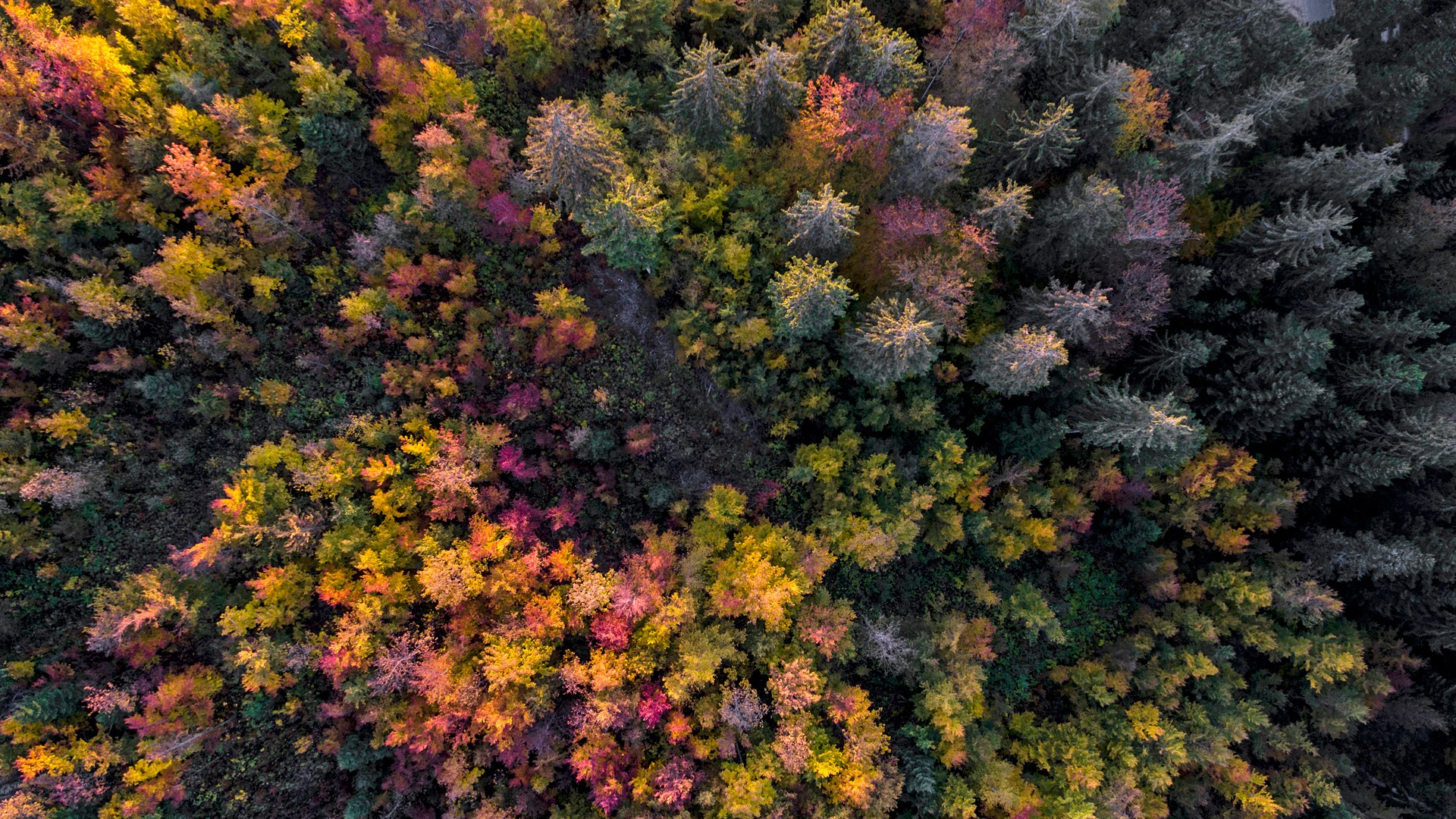 Nature Trees Forest Plants Fall Aerial View Birds Eye View Drone Photo Switzerland 1920x1080