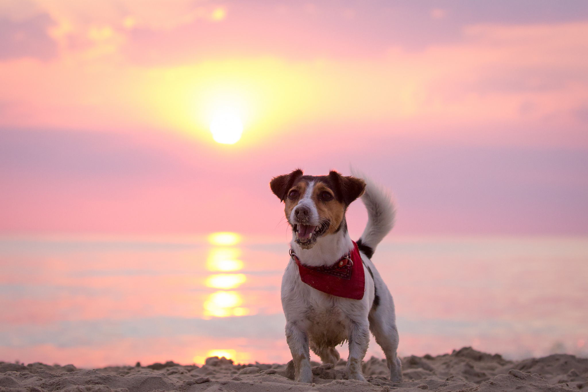 Beach Dog Horizon Jack Russell Terrier Sunset 2048x1366