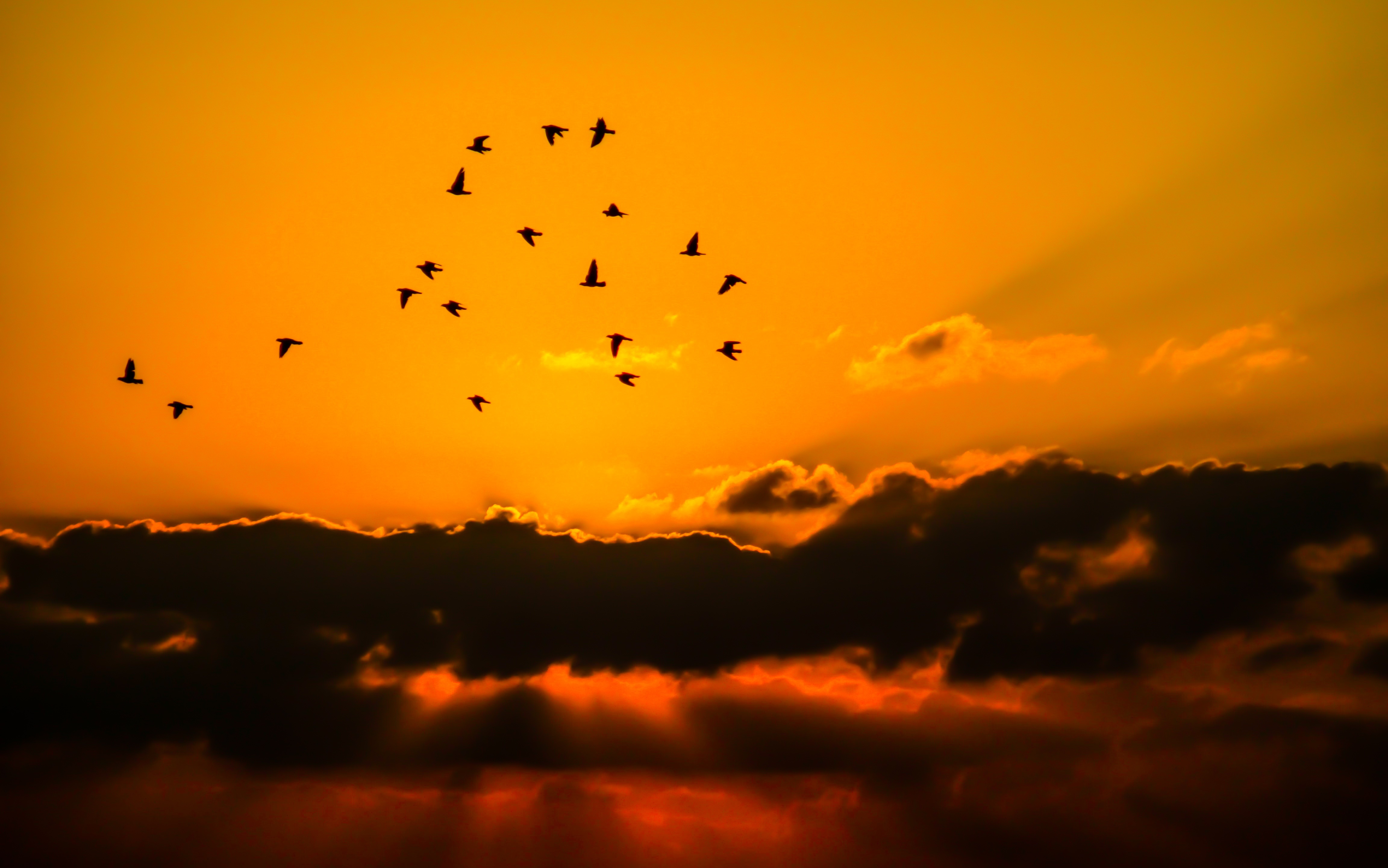 Bird Cloud Flock Of Birds Silhouette Sky Sunbeam Sunset Orange Color 4608x2883