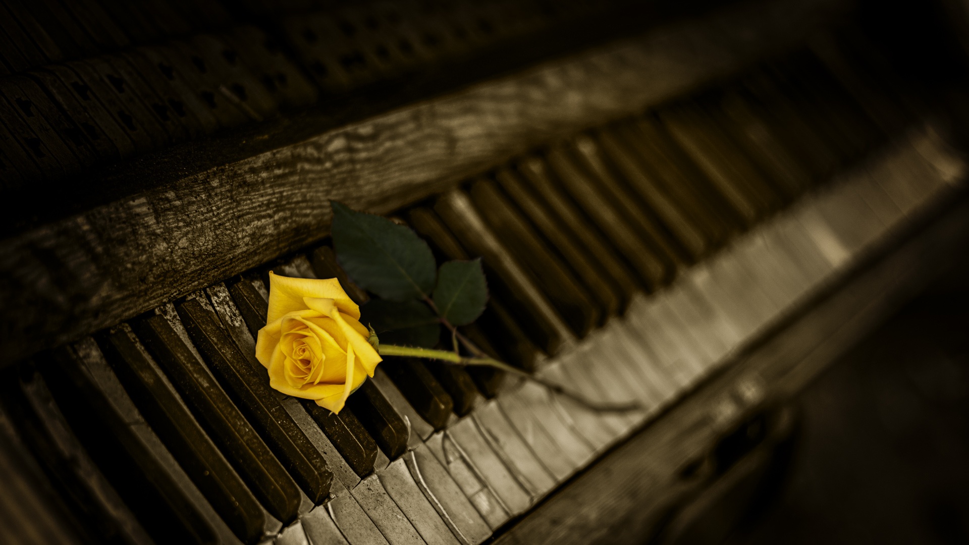 Instrument Piano Rose 1920x1080