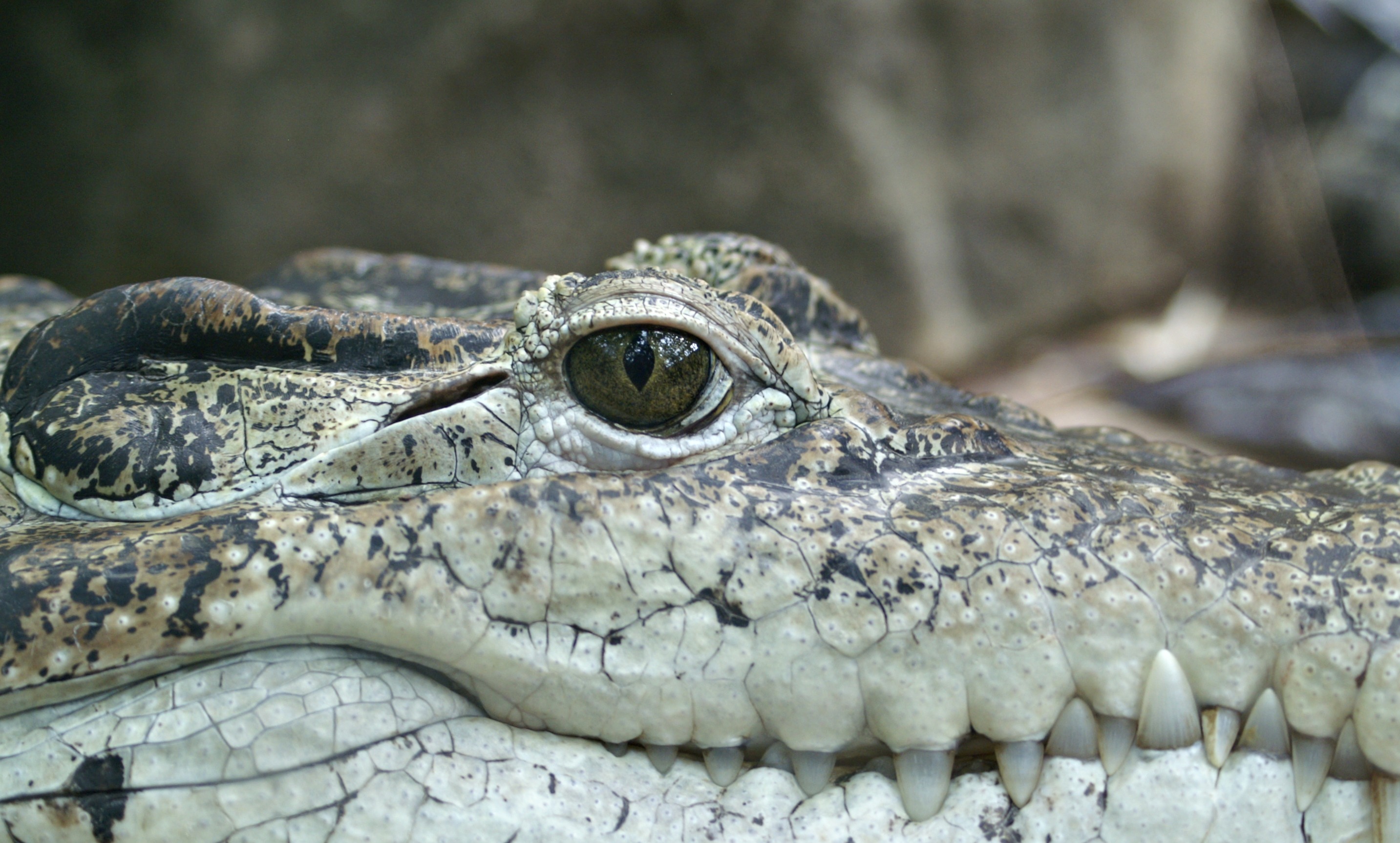 Animal Close Up Crocodile Eye Reptile 2866x1725