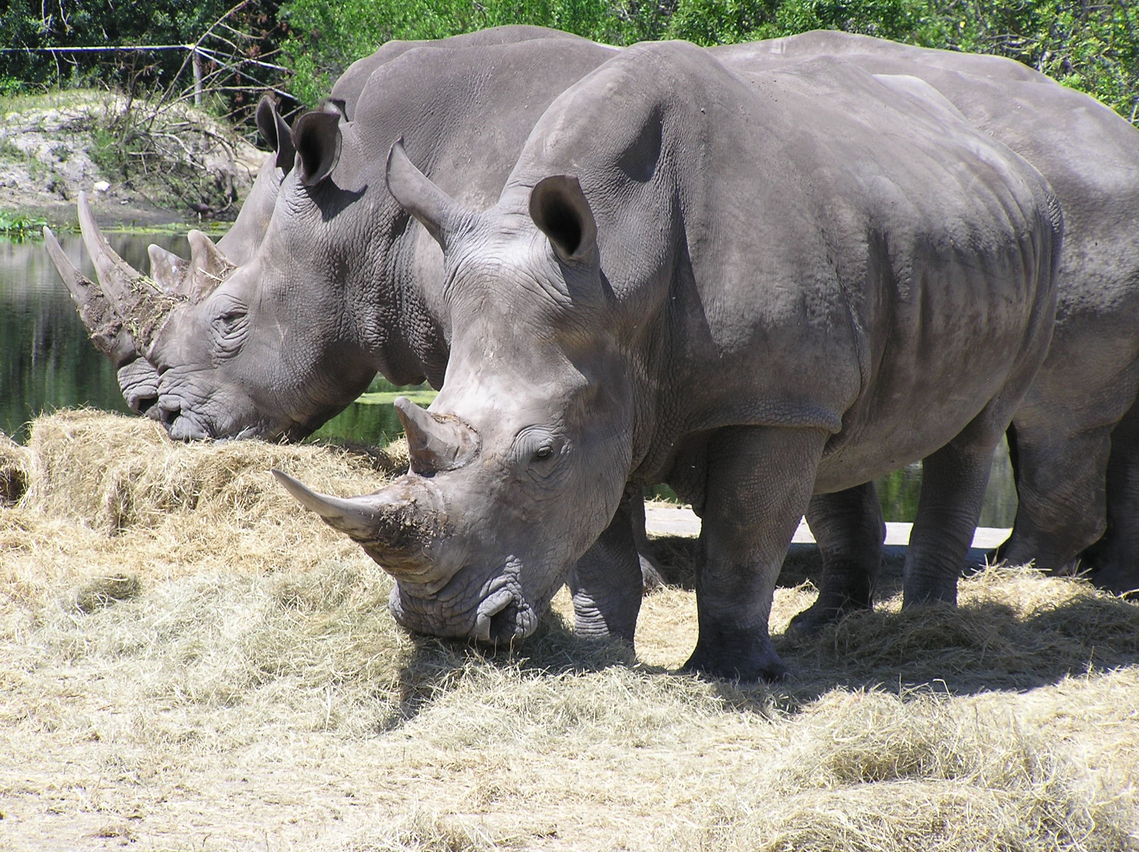 Animal Rhino 2288x1712