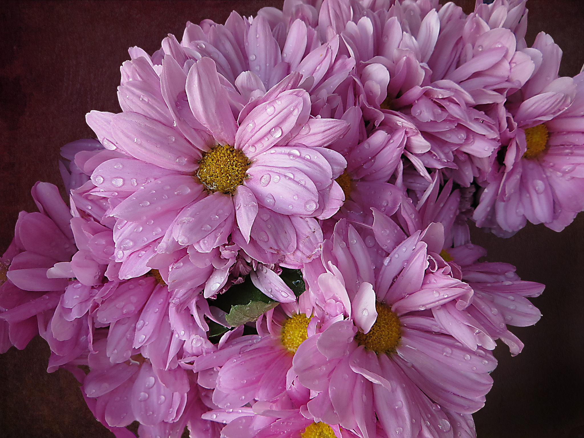 Chrysanthemum Close Up Flower Pink Flower Water Drop 2048x1536