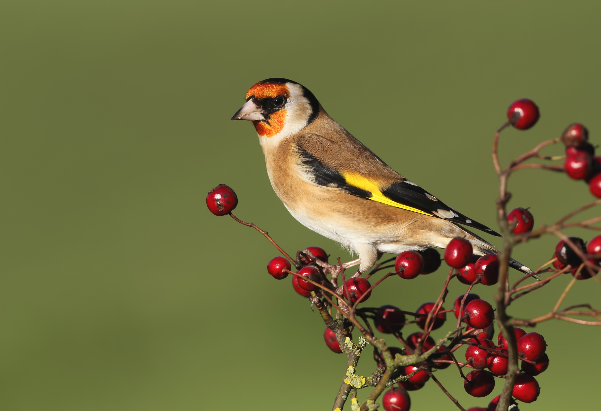 Berry Bird Goldfinch Wildlife 2048x1400