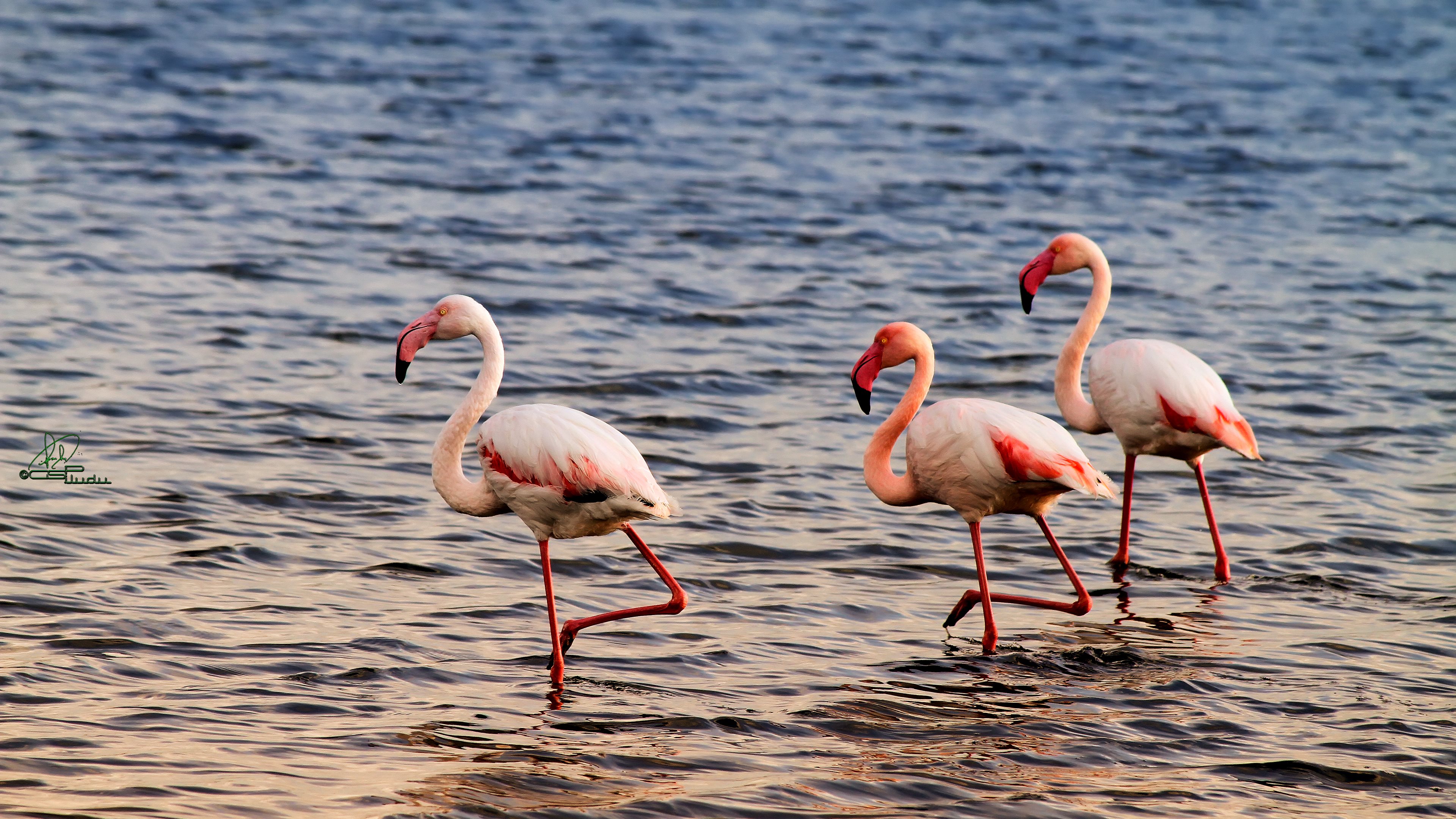 Flamingo 3840x2160