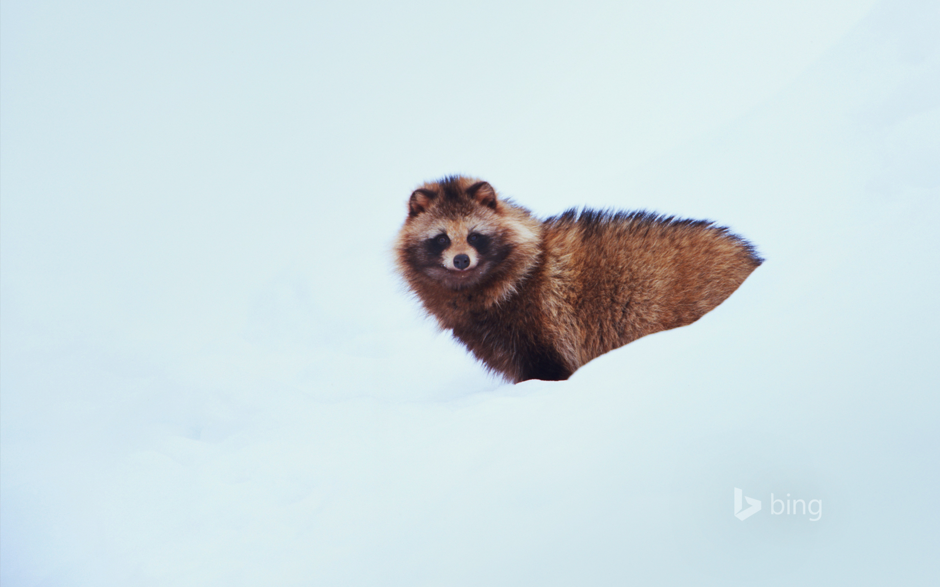 Raccoon Dog Snow 1920x1200