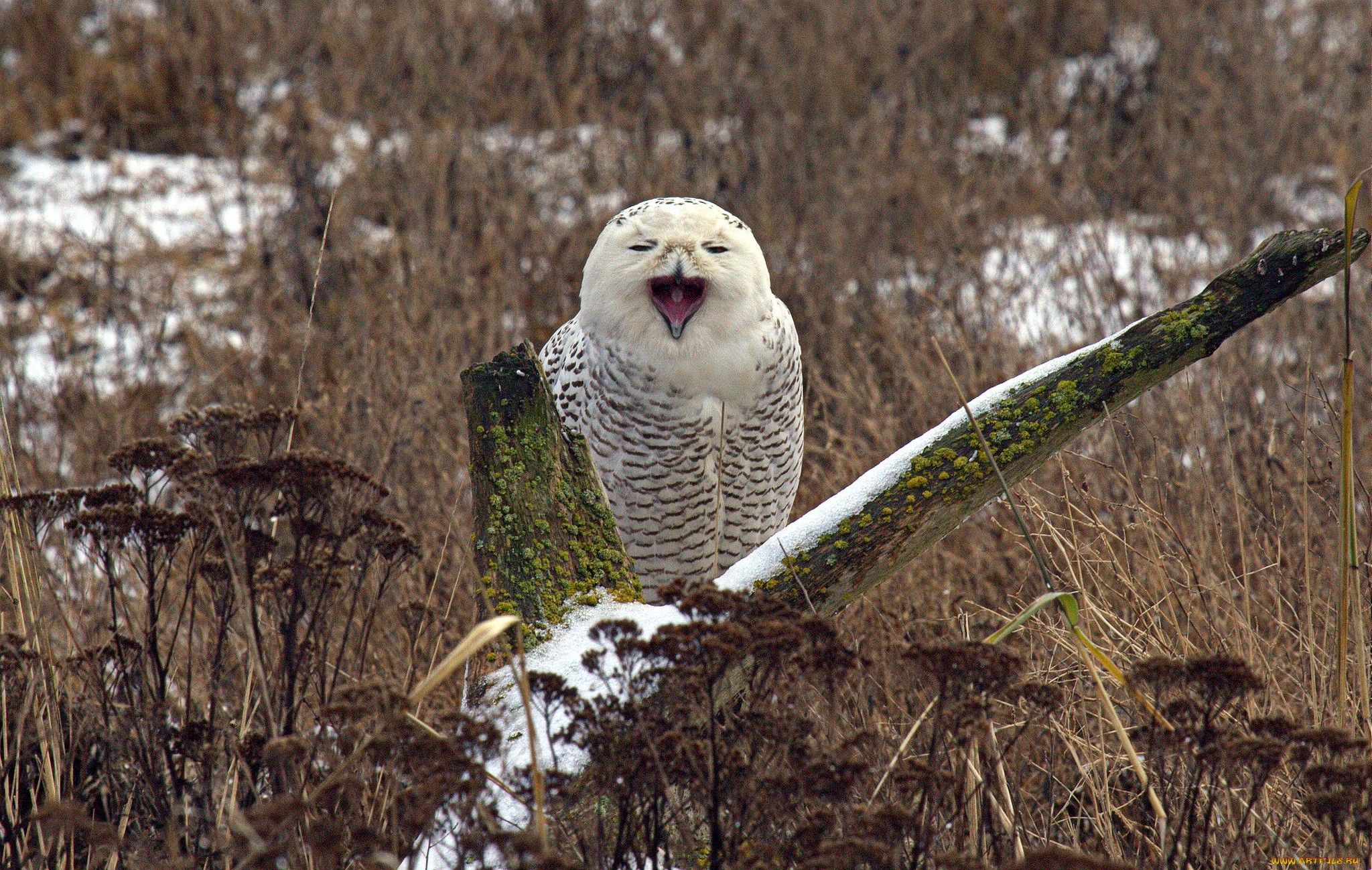 Animal Snowy Owl 2048x1299