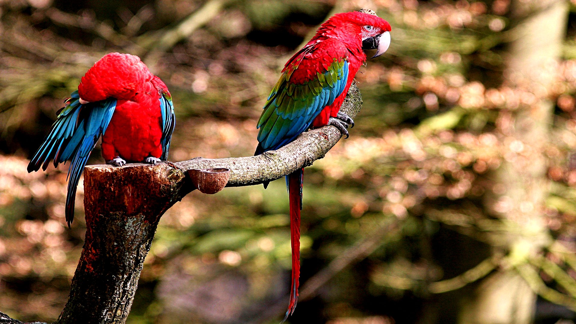 Animal Red And Green Macaw 1920x1080