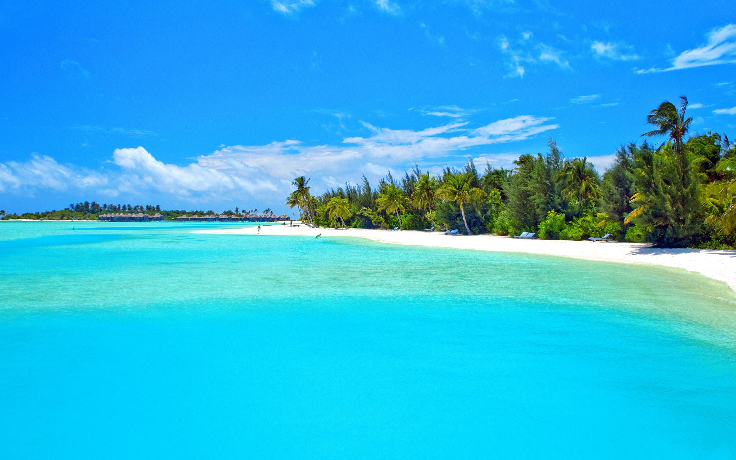 Blue Holiday Island Ocean Palm Tree Tropical Turquoise 2560x1600