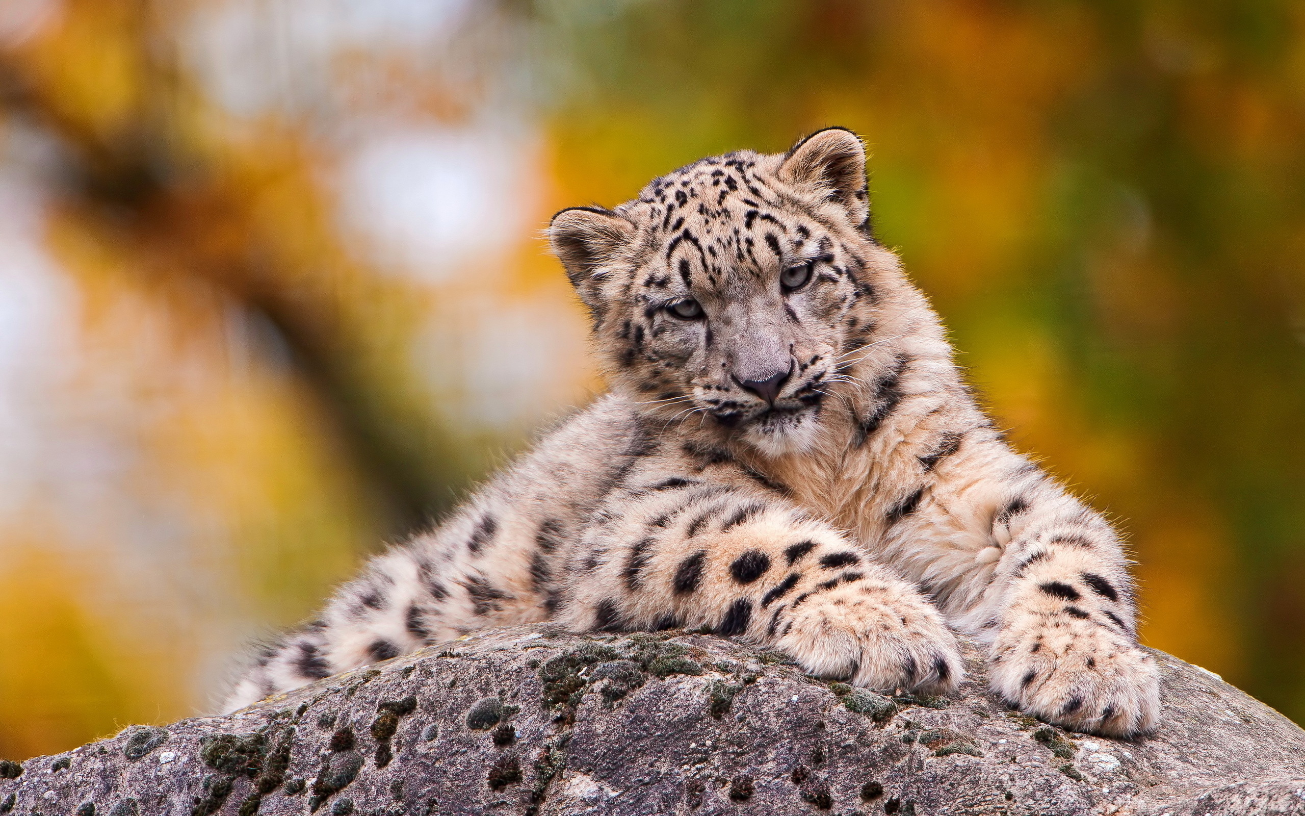 Animal Snow Leopard 2560x1600