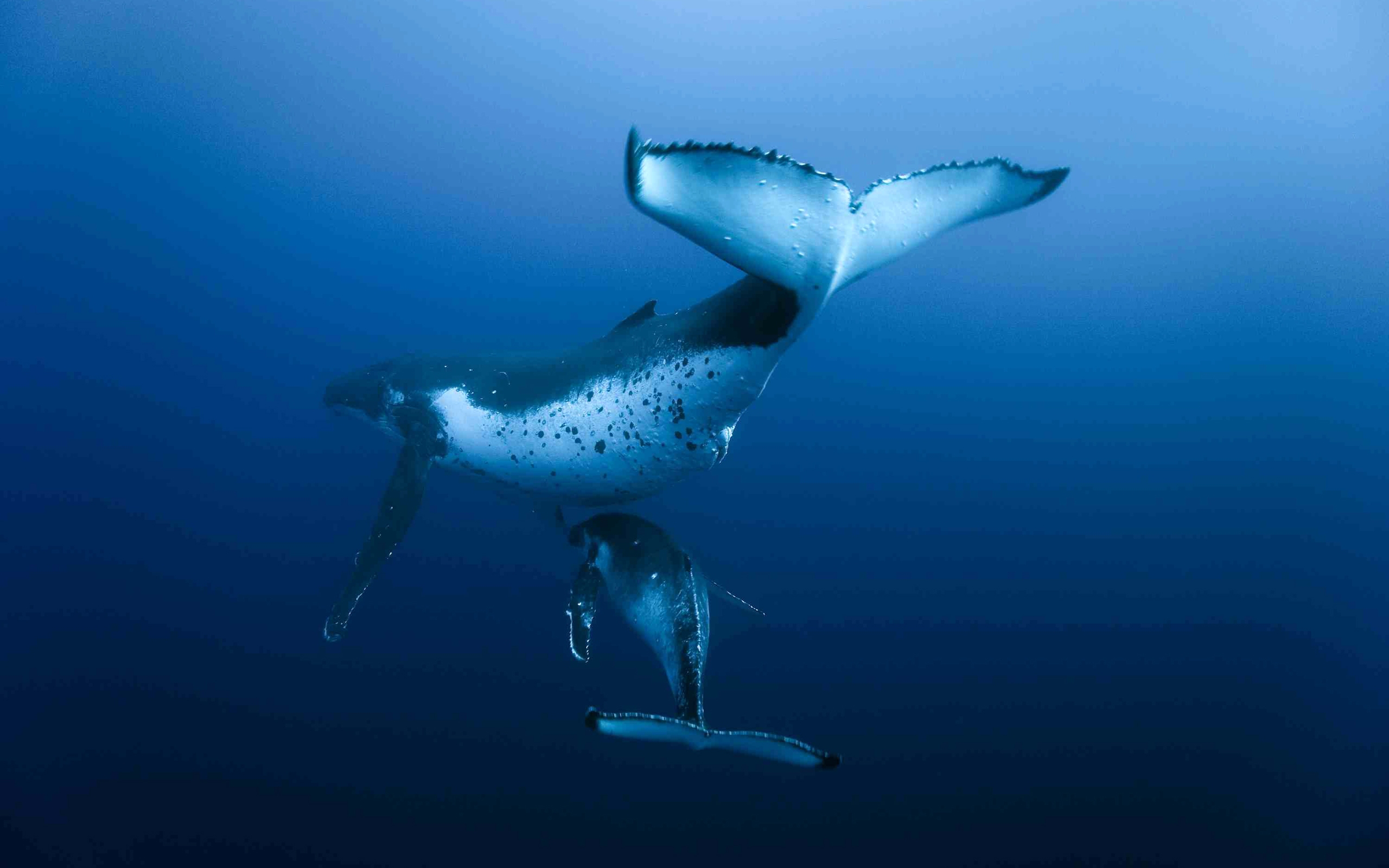 Animal Whale 2560x1600