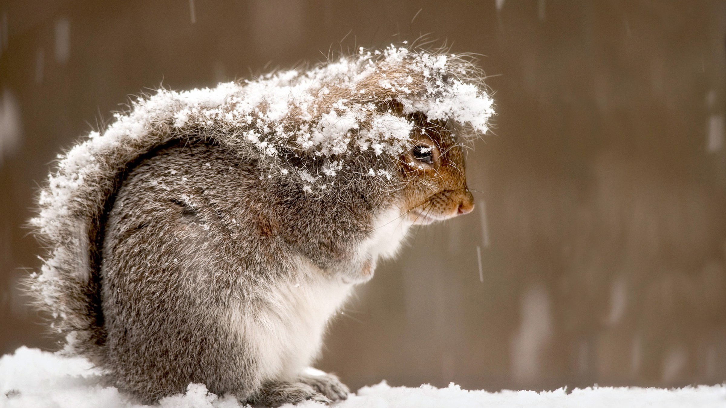 Fluffy Snow Squirrel 2400x1350