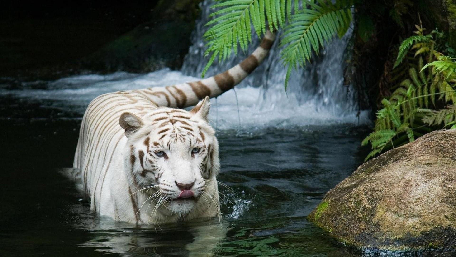 Animal White Tiger 1920x1080