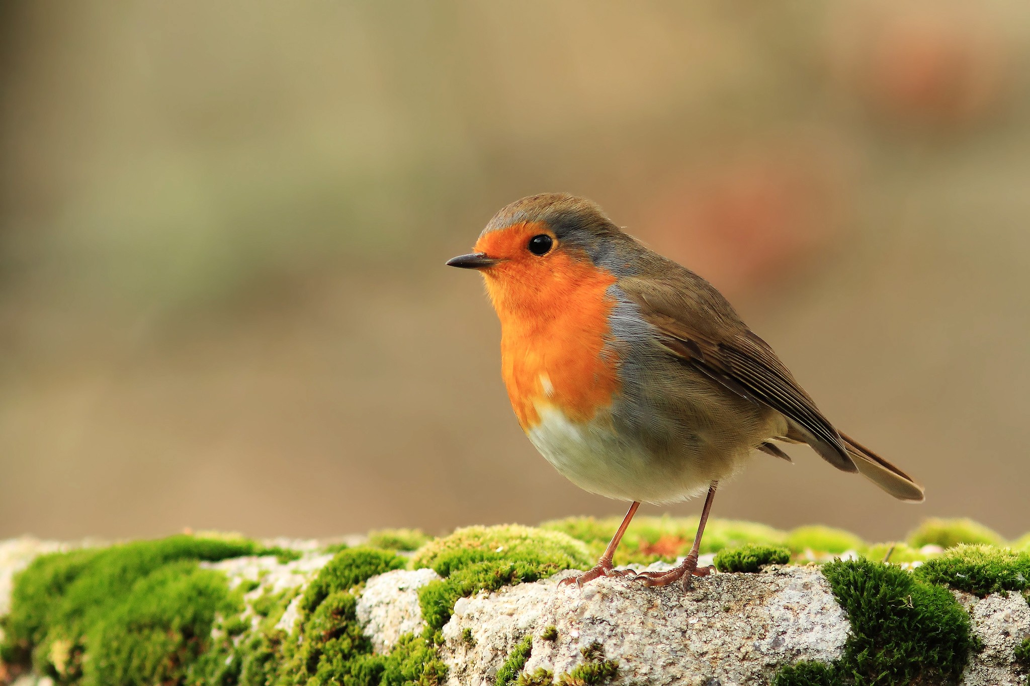 Animal Bird Robin 2048x1365