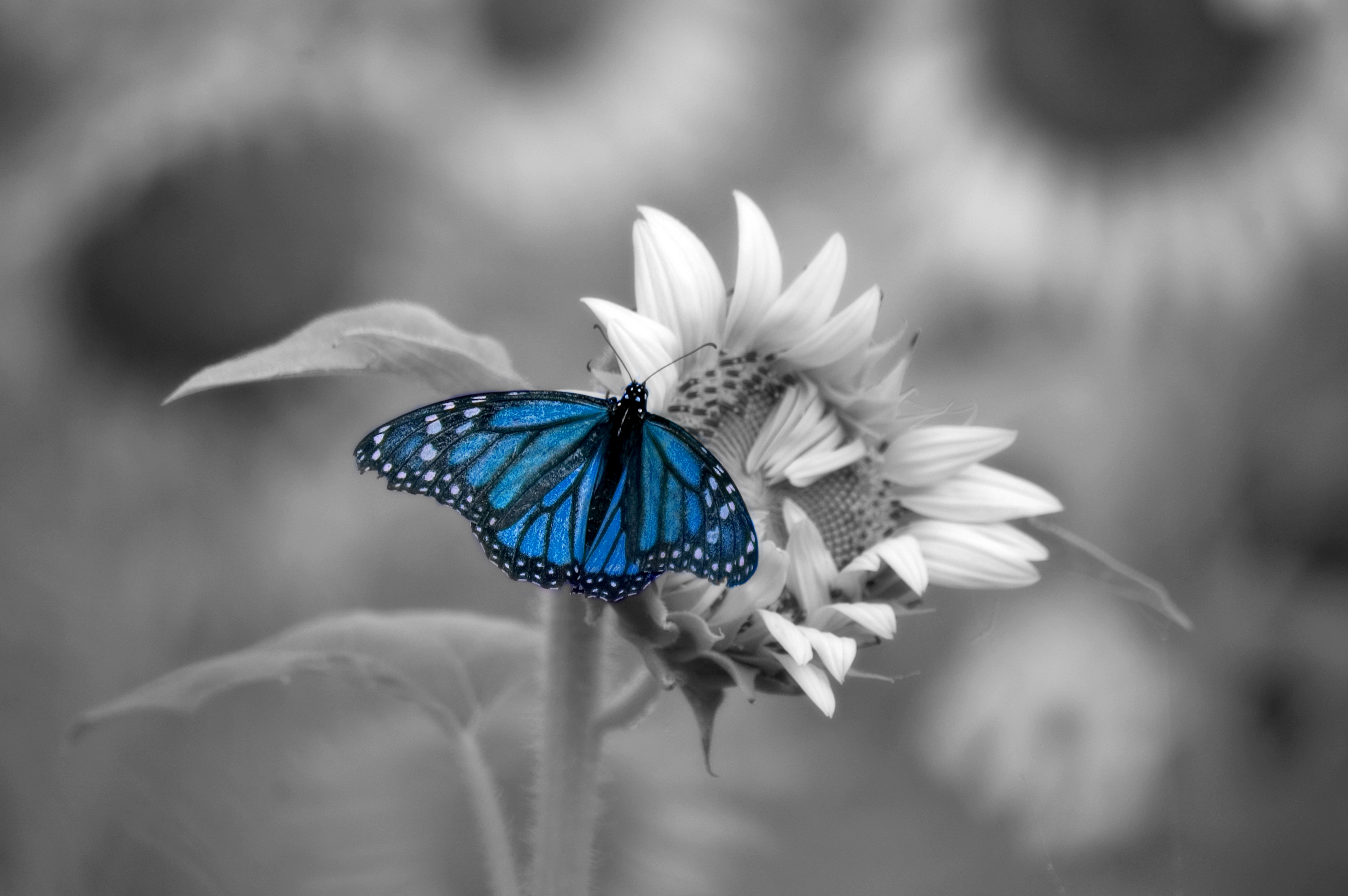 Blue Butterfly Flower Macro Selective Color 6016x4000