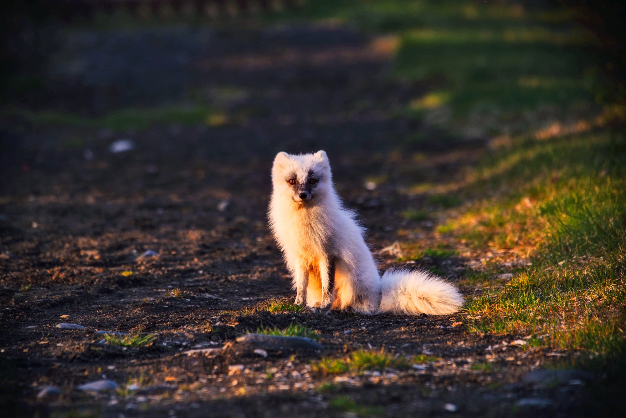 Fox Stare Wildlife 2000x1336