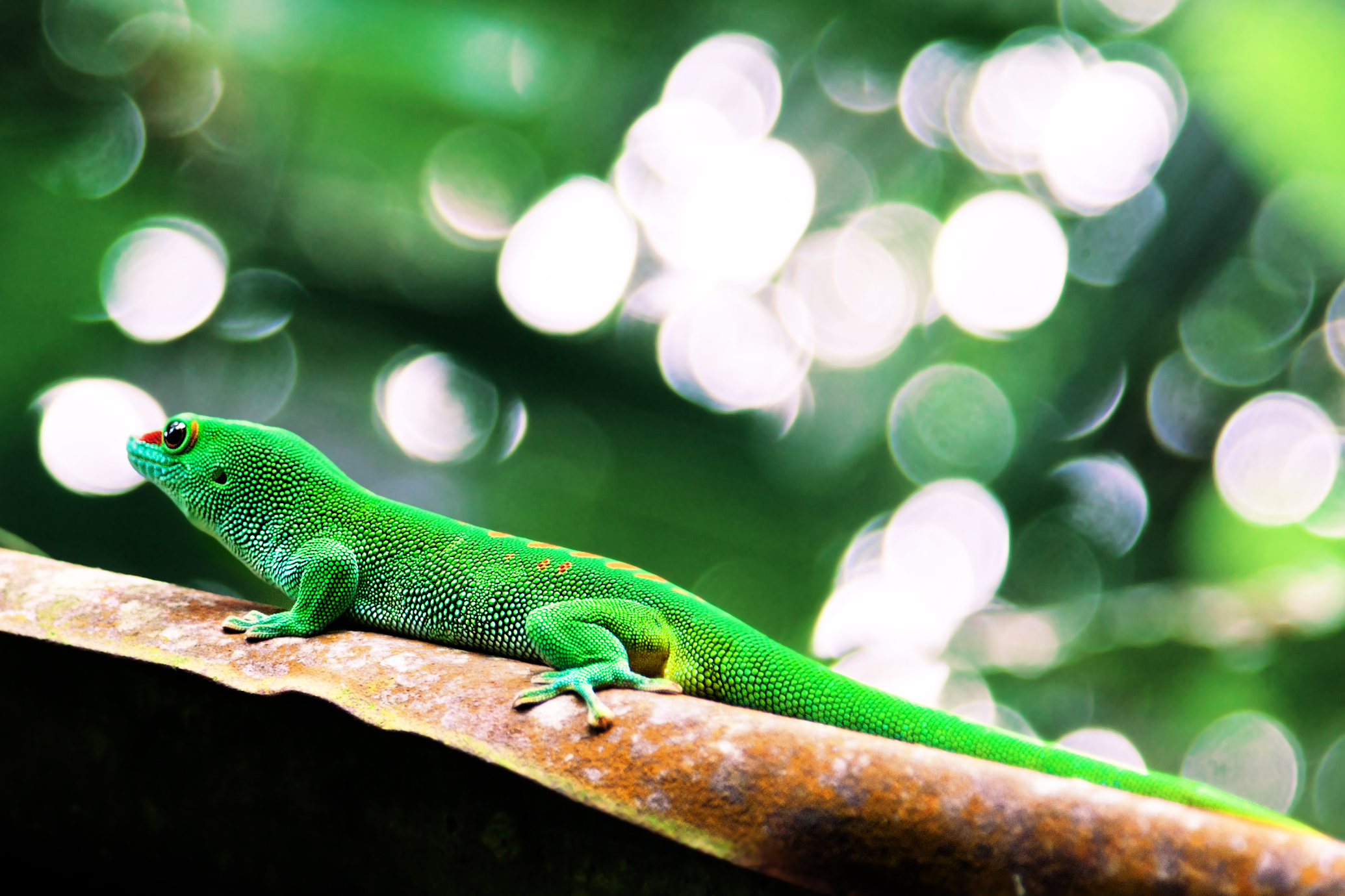 Bokeh Gecko Lizard Reptile 2070x1380
