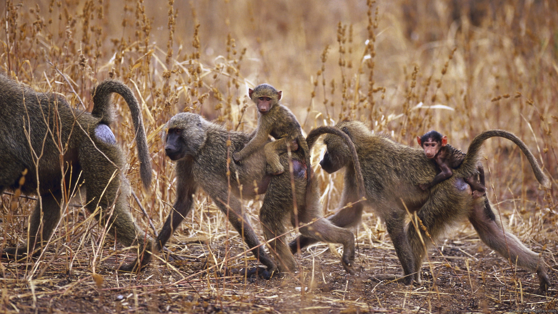 Baboon Baby Baby Animal Monkey Wildlife 1920x1080