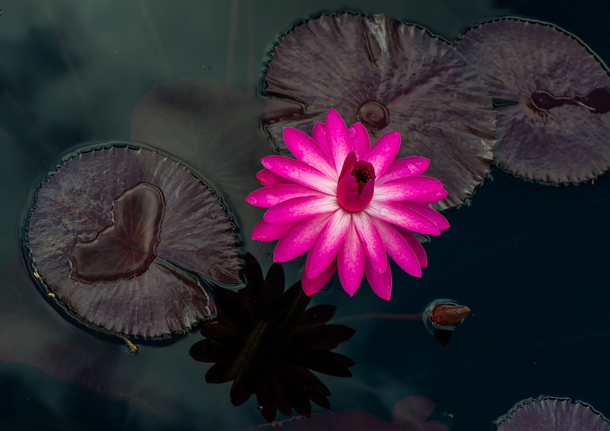 Close Up Flower Leaf Nature Pink Flower Water Lily 2048x1446