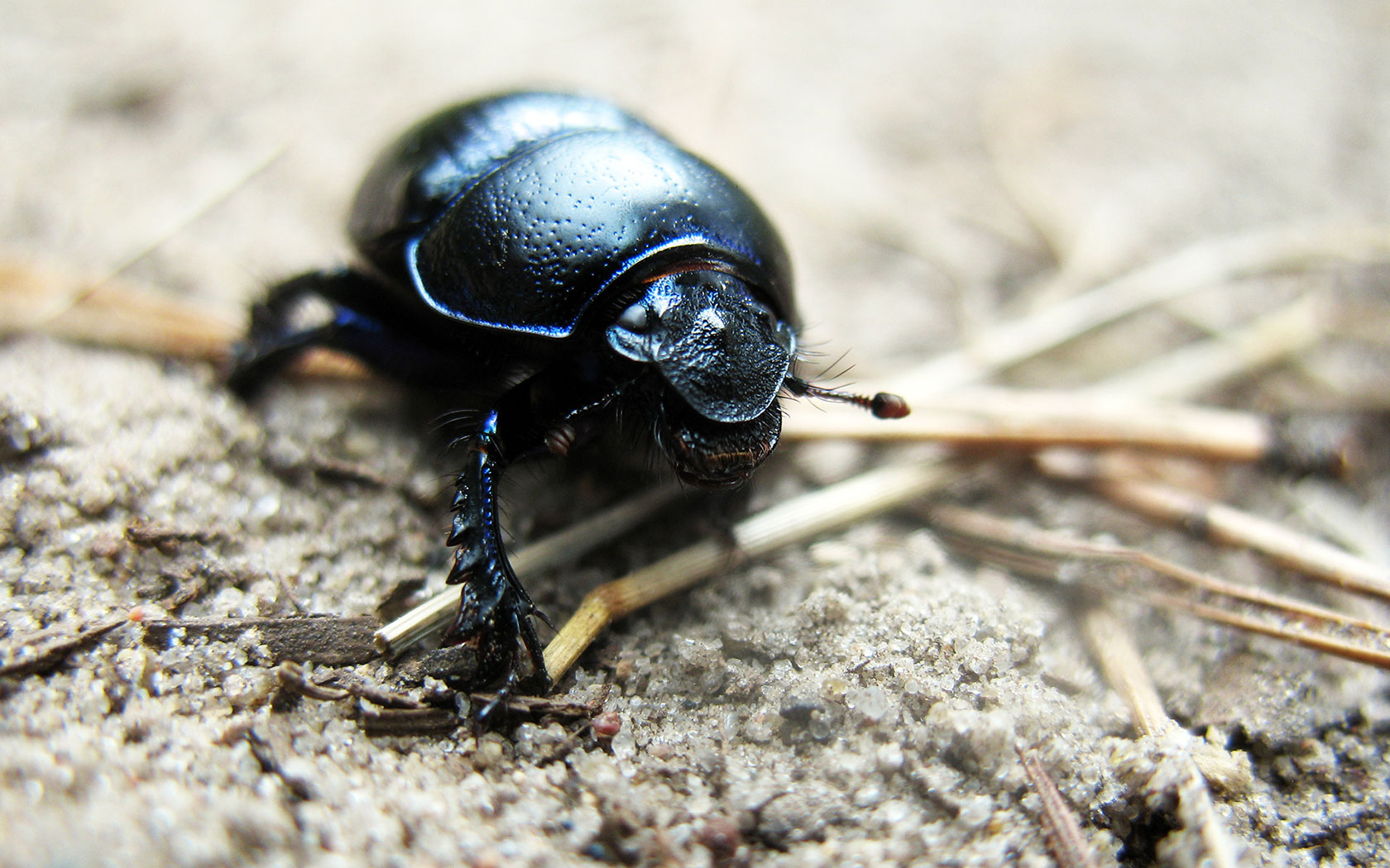 Animal Beetle 1680x1050