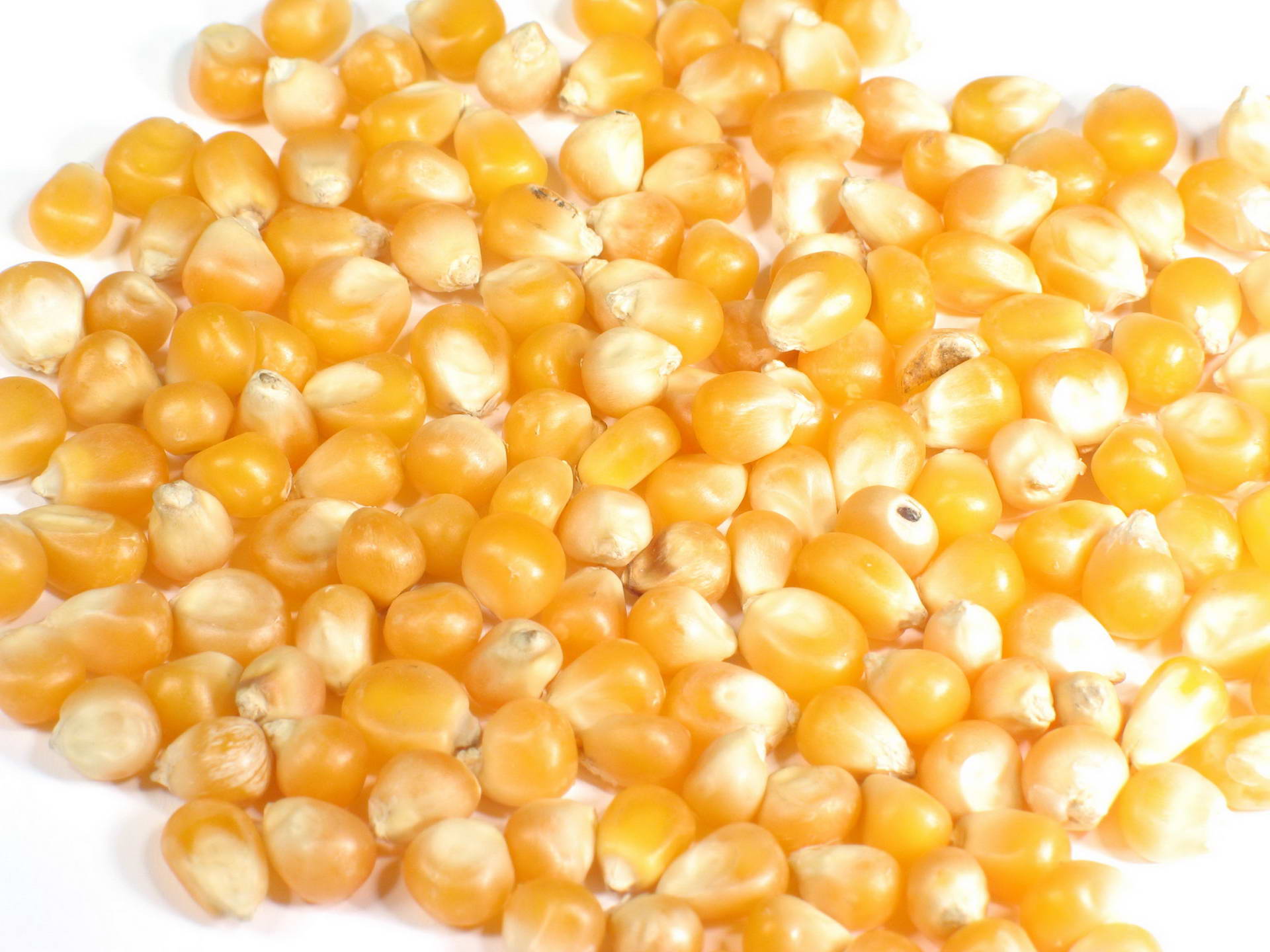 Food Corn 1920x1440