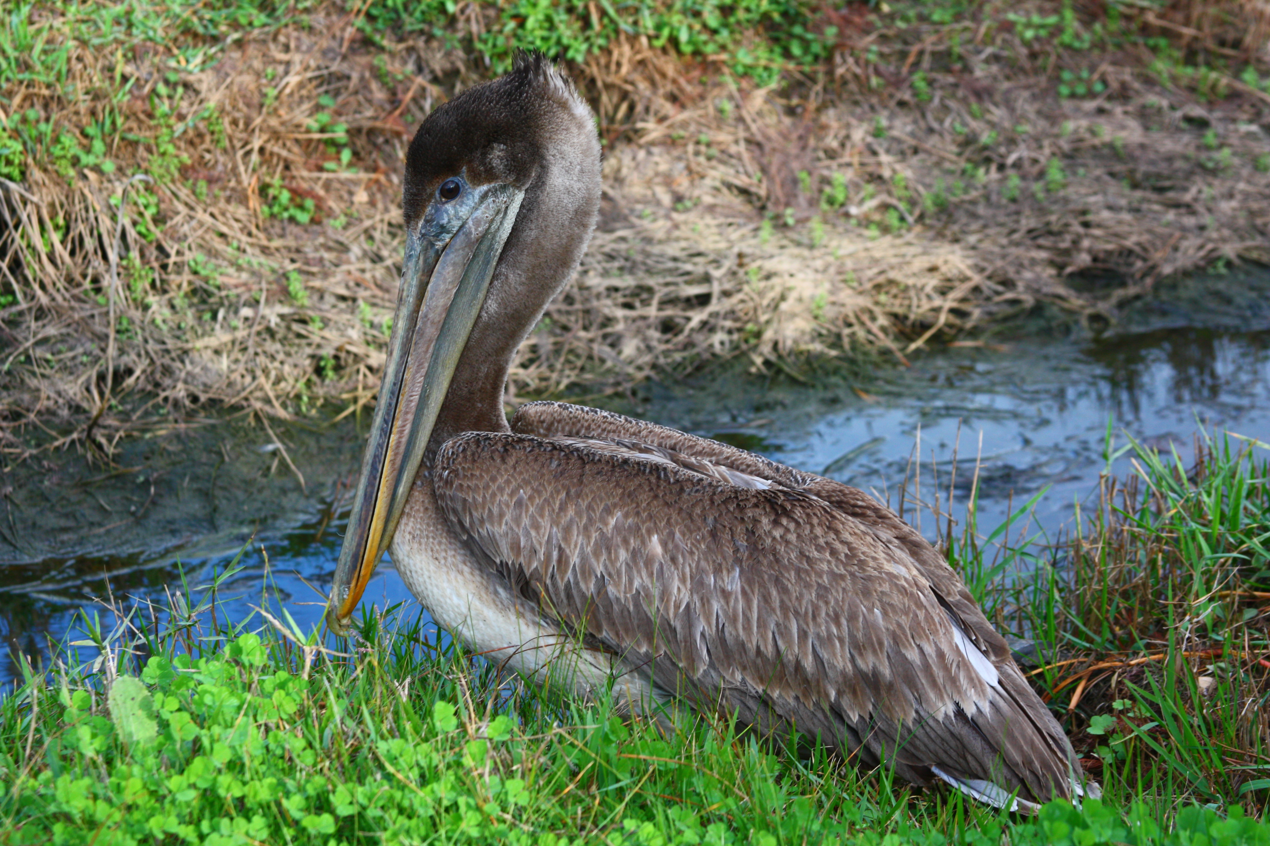 Animal Pelican 4272x2848