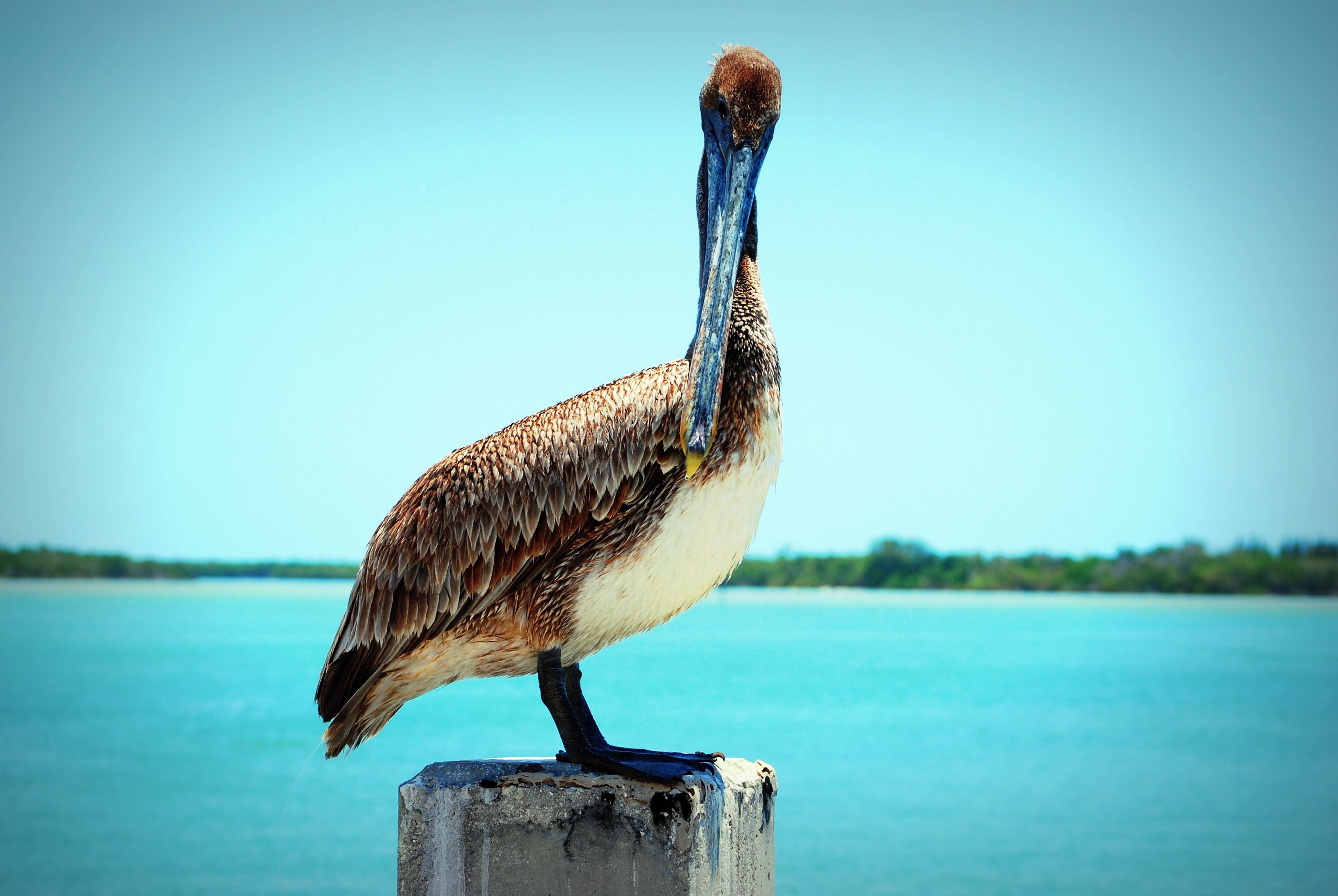 Animal Pelican 2794x1871