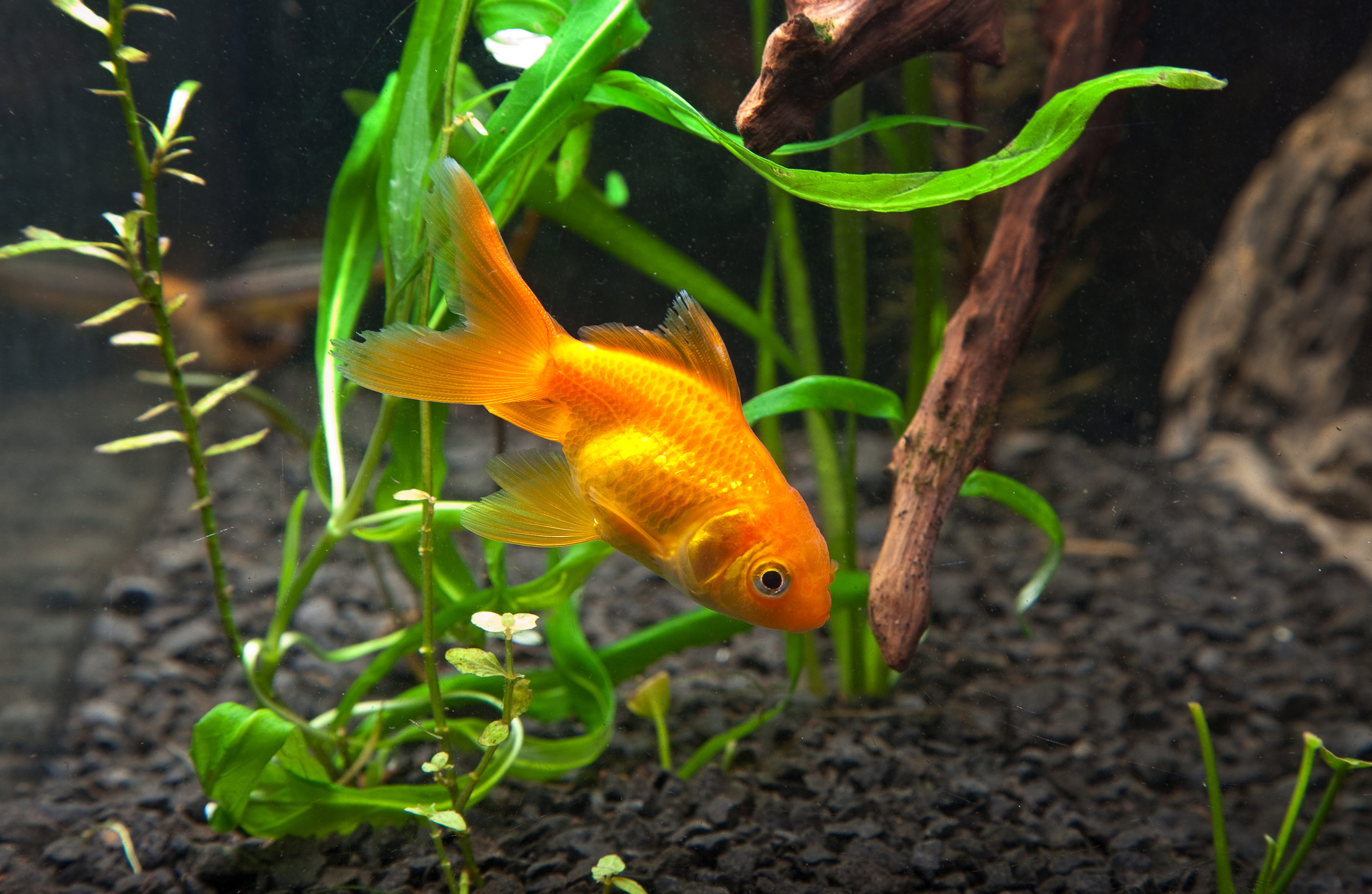 Animal Goldfish 2681x1747
