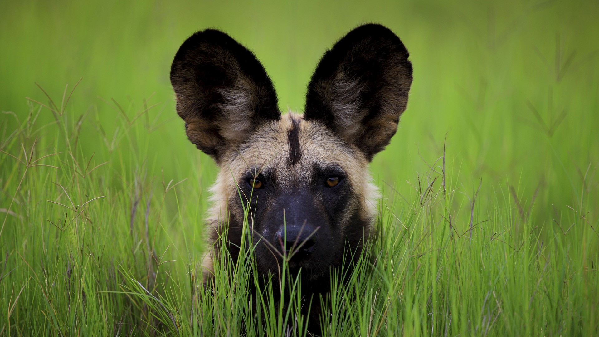 Africa Animal Wild Dog Wildlife 1920x1080