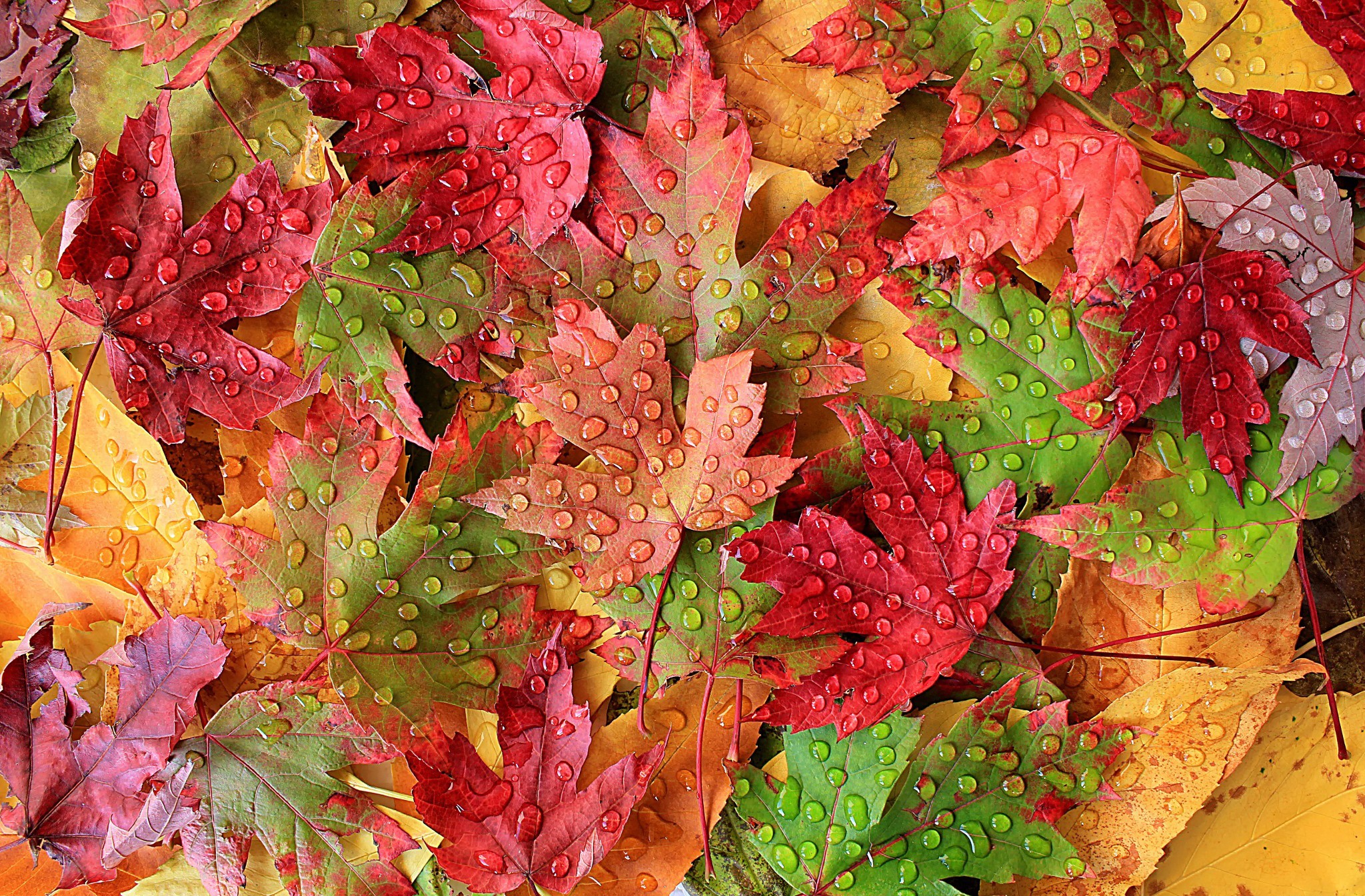 Dew Fall Green Leaf Red Yellow 2048x1345