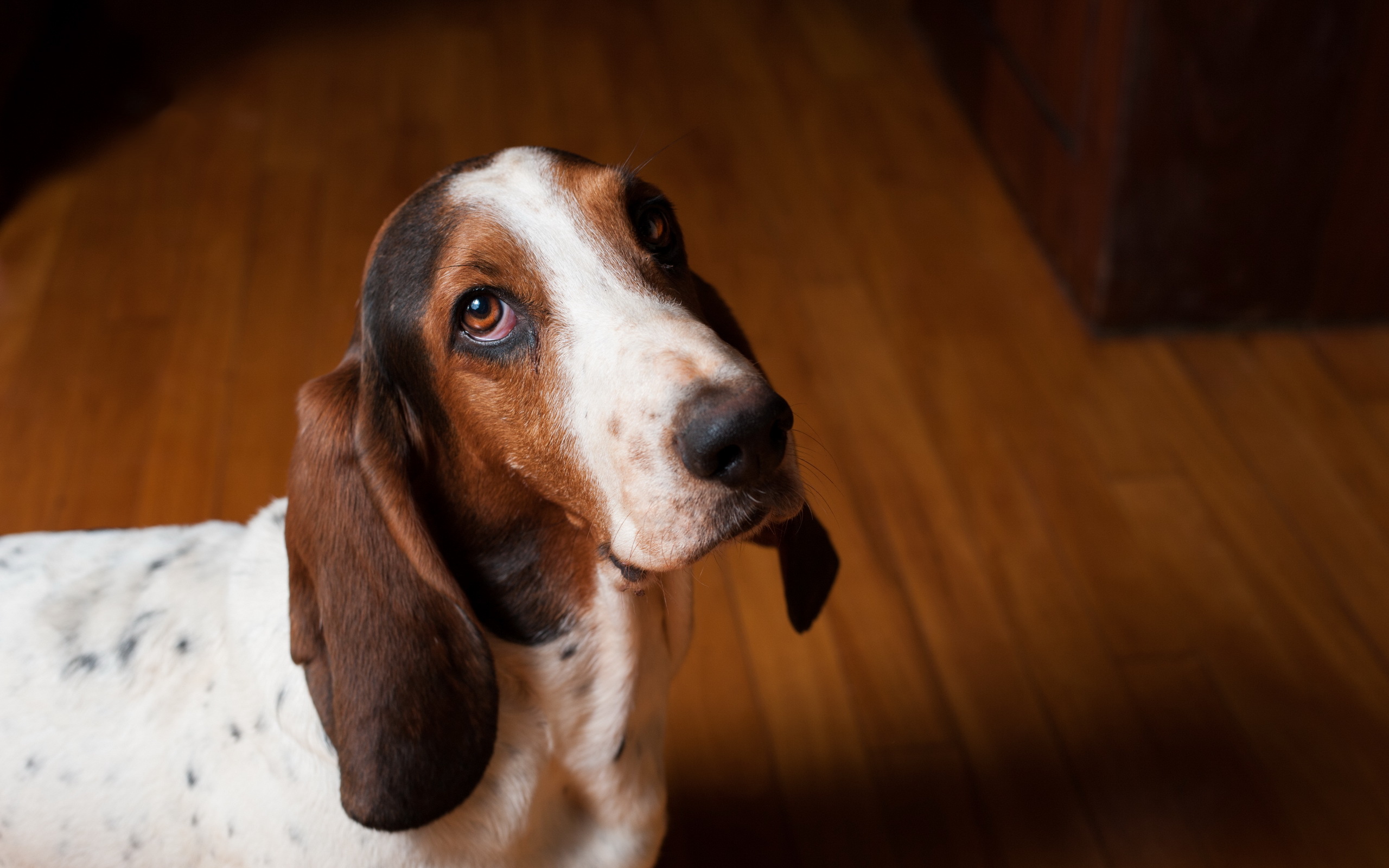 Animal Basset Hound 2560x1600