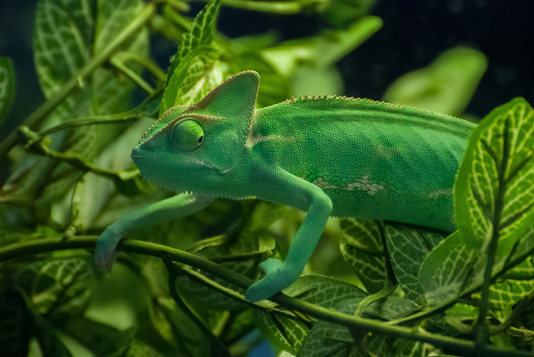Chameleon Green Lizard Wildlife 2048x1371