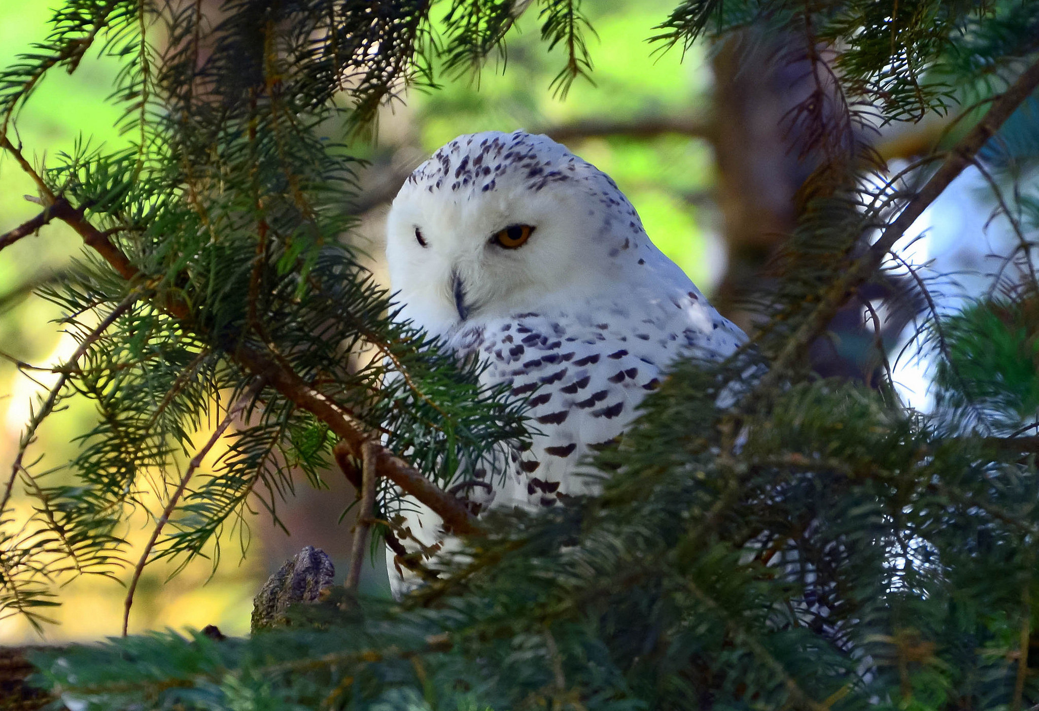 Animal Snowy Owl 2048x1401