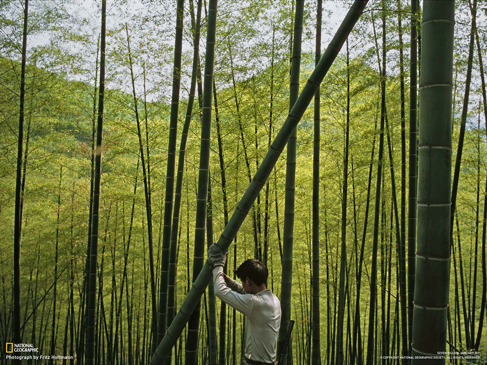 Earth Bamboo 1600x1200