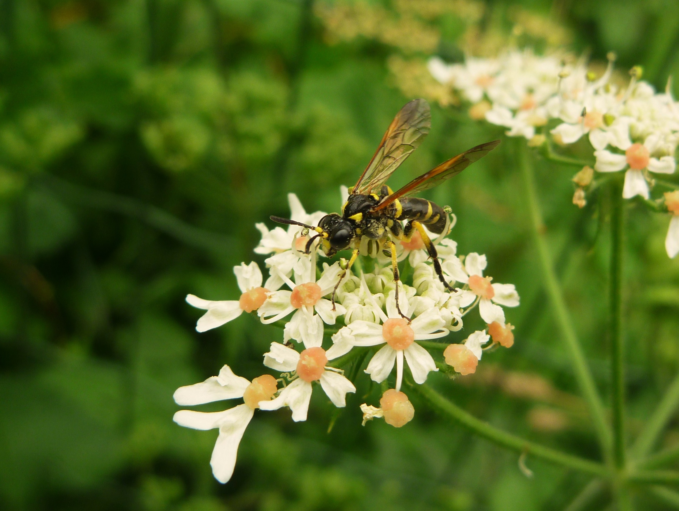 Flower Insect Summer Wasp 2878x2167